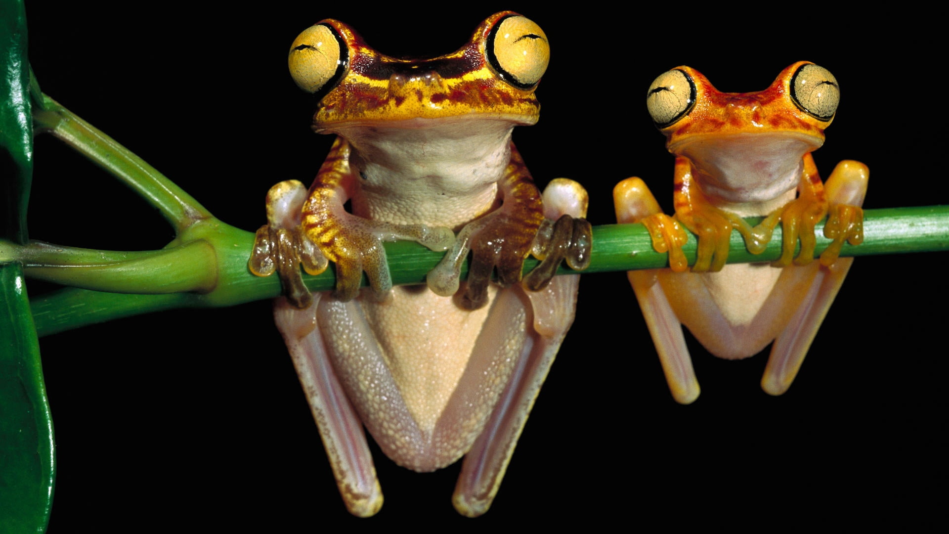 tropical Rainforest, green Color, indoors, animal head, two, wildlife, orange, amphibian, 1080P, black Color, frog, studio shot, fogs, small, close-up, HD Wallpaper