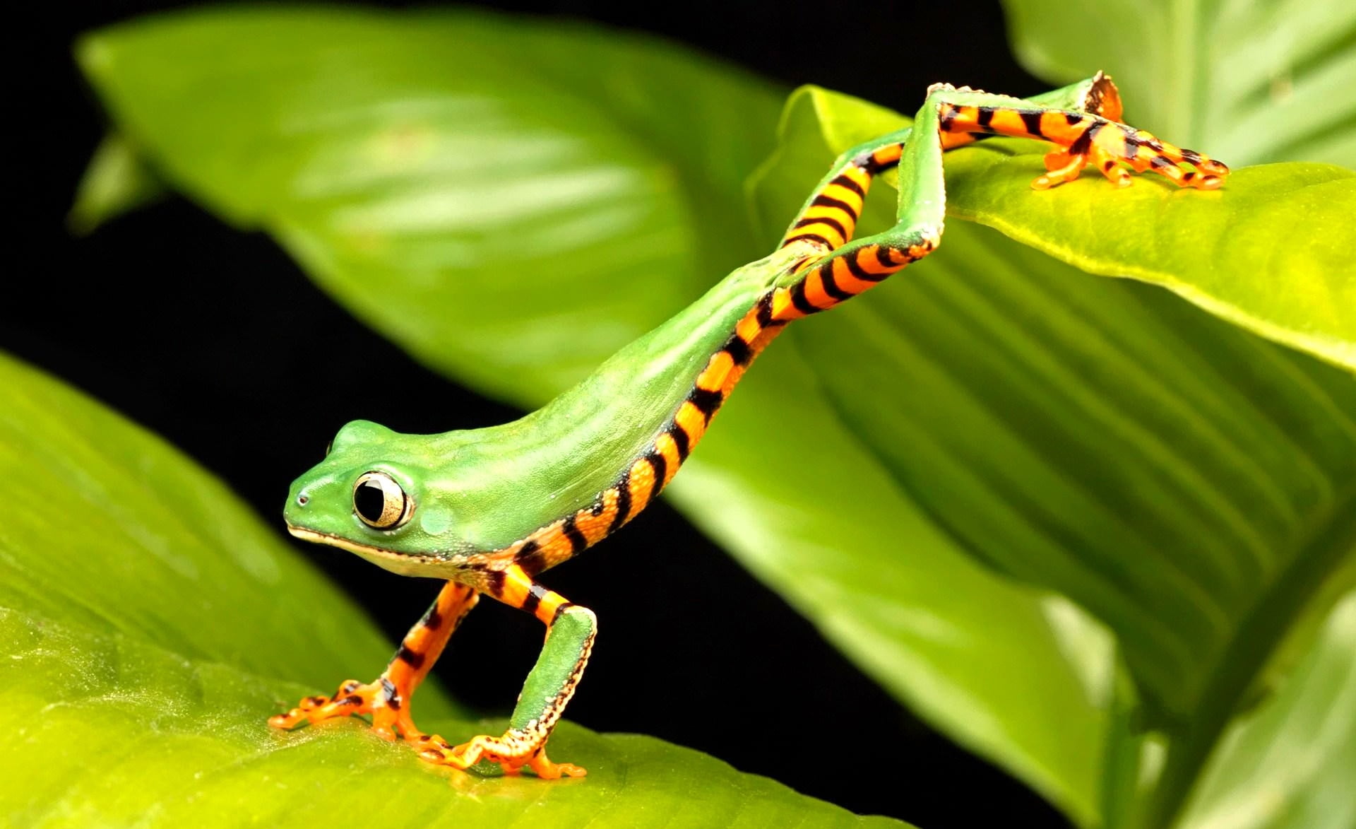 animal Eye, leaves, crawling, one animal, plant part, animals In The Wild, day, climb, plant, animal themes, frog, forest, reptile, mud, orange, tropical Rainforest, HD Wallpaper