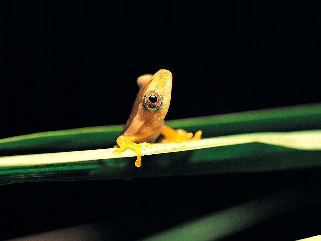 480P, nature, dark, art, Leaf, frogs, animal, hd, yellow, animals, little, frog, cute, HD Wallpaper