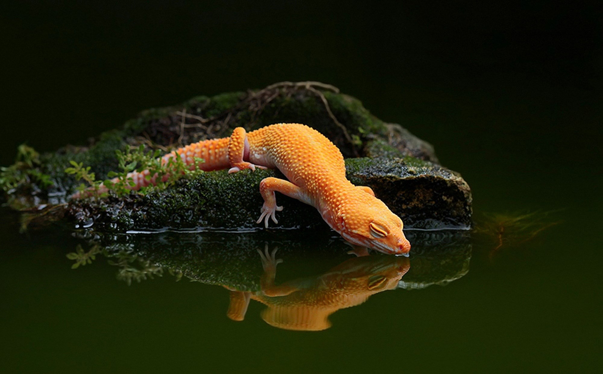 1080P, gecko, HD Wallpaper