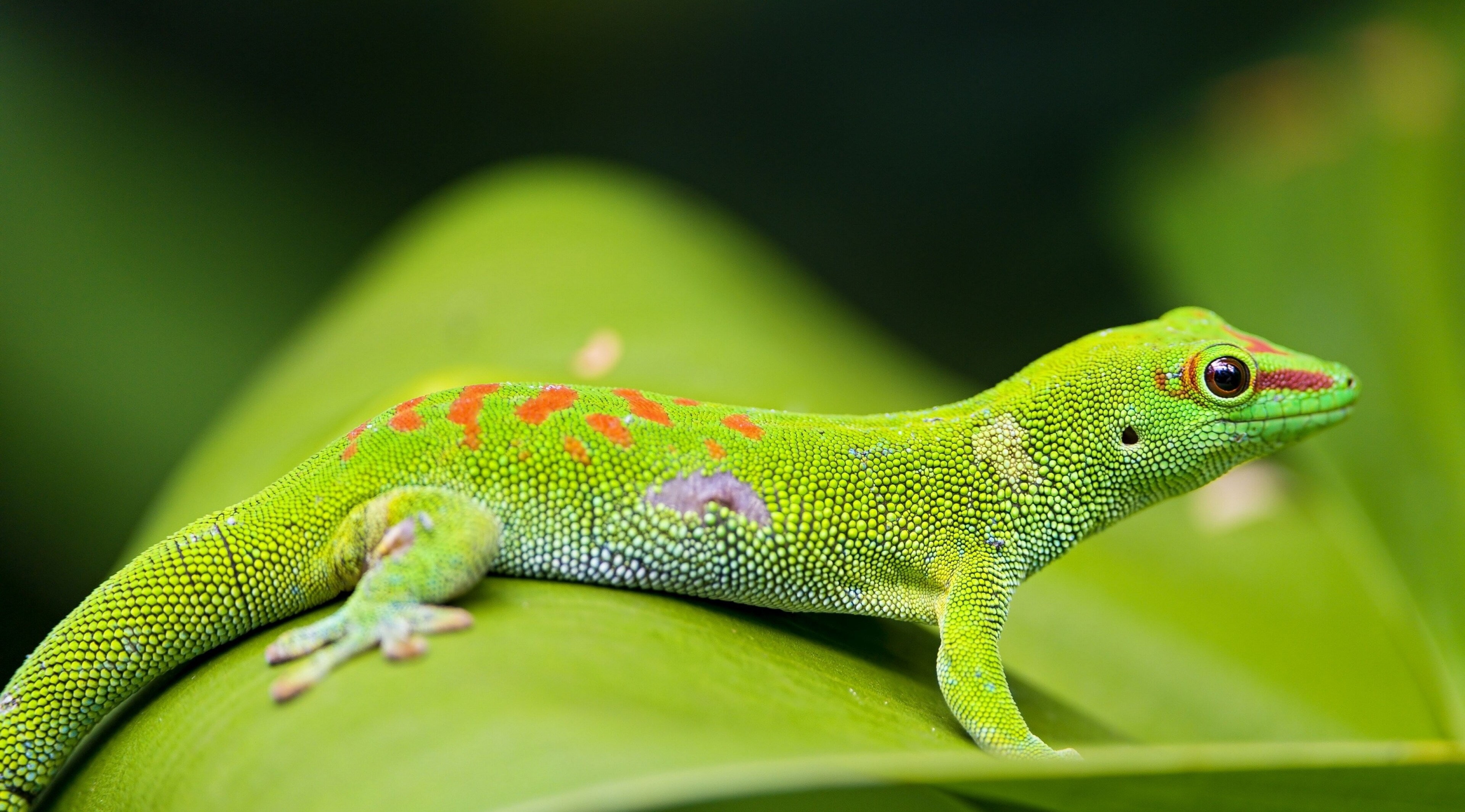 vertebrate, animal wildlife, profile view, reptile, day, gecko, environment, one animal, focus on foreground, side view, close-up, selective focus, no people, HD Wallpaper