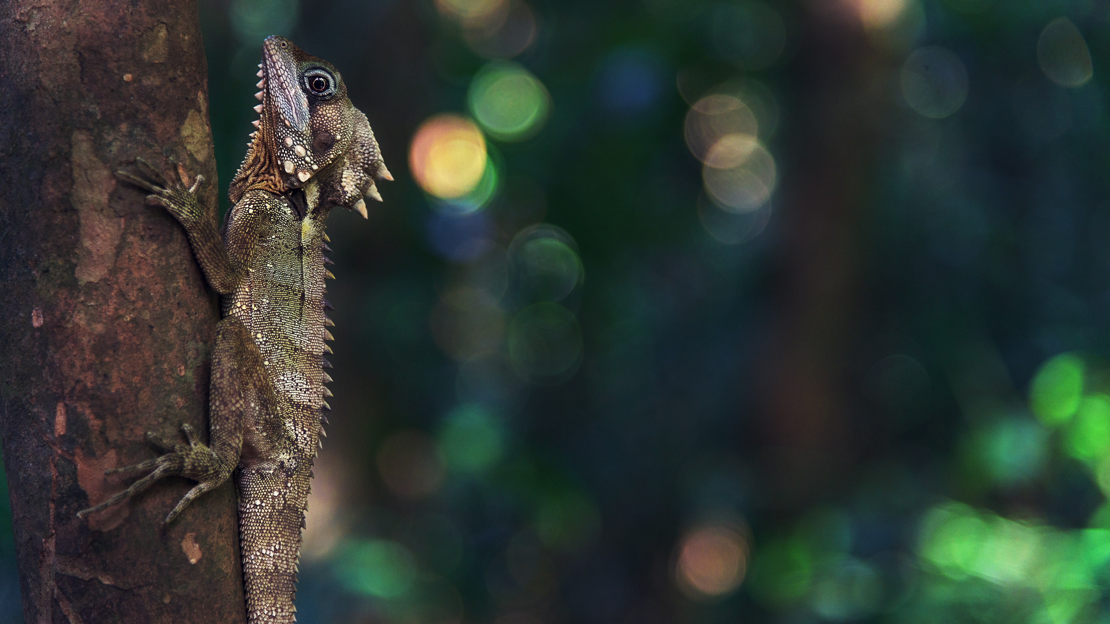 Ultra  HD, 4K, gecko, animals, wood, nature, HD Wallpaper