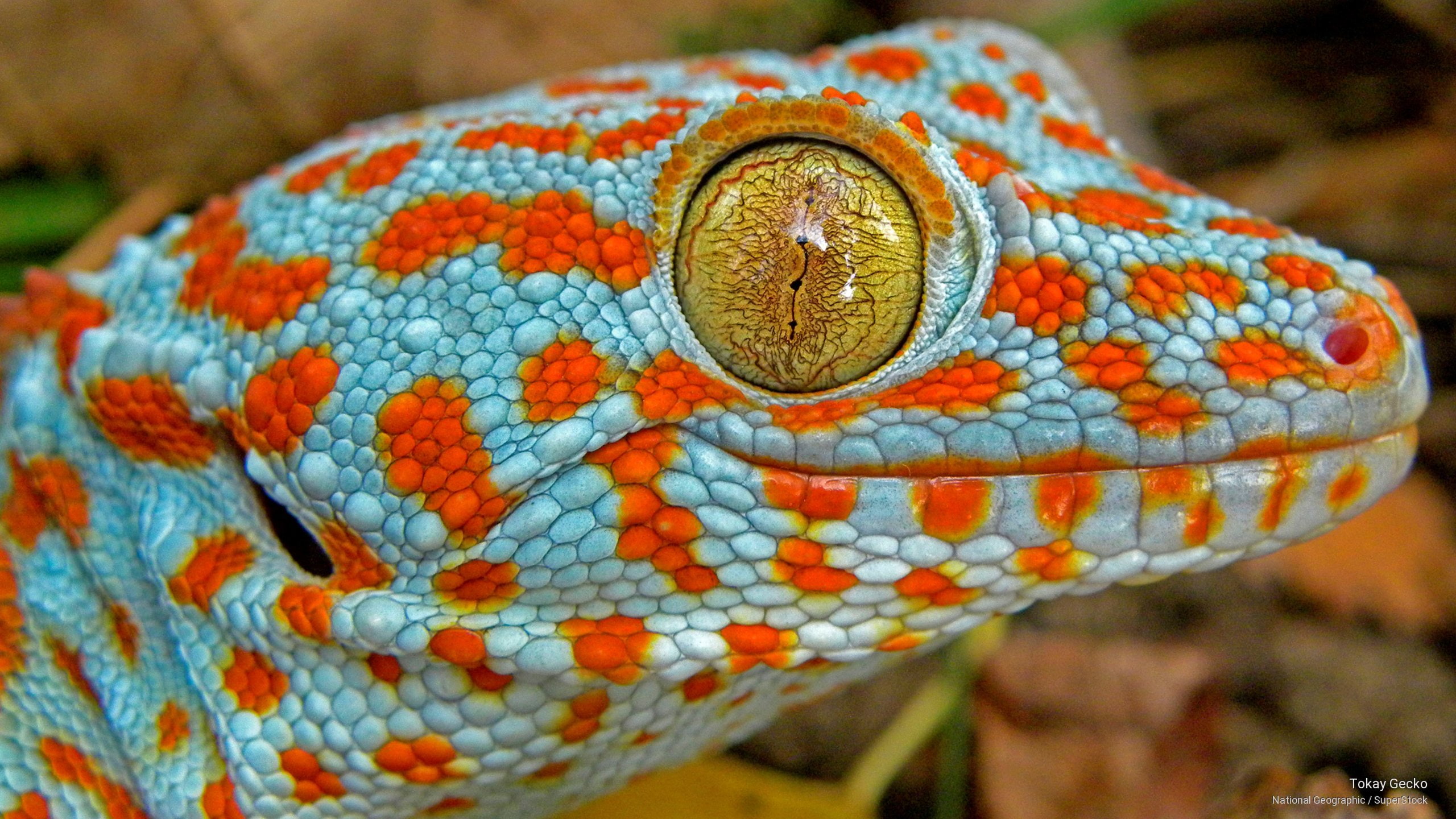 tokay, Animals, 2K, gecko, HD Wallpaper