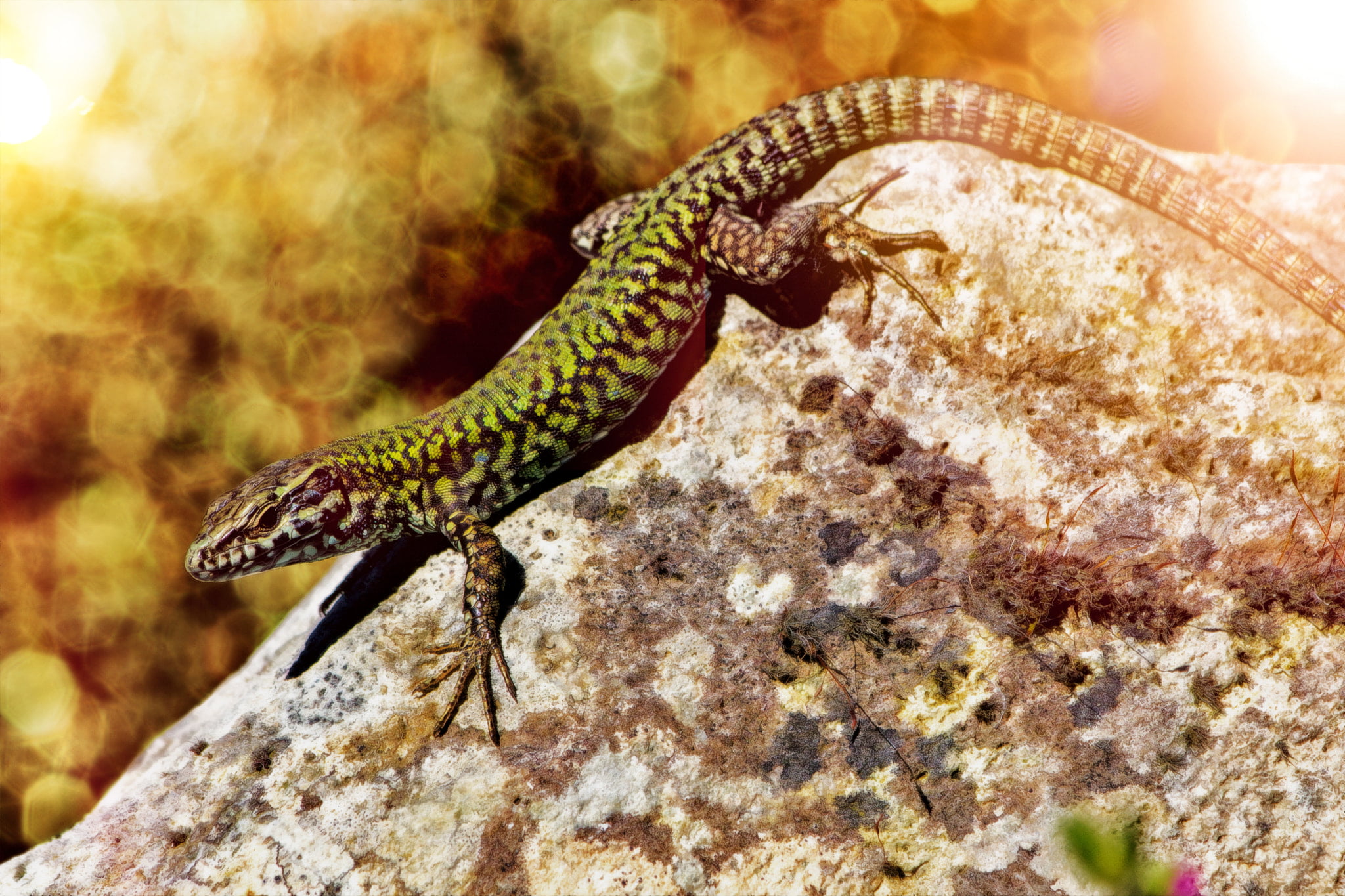 animals in the wild, nature, animal, no people, day, close-up, gecko, outdoors, 500px, rock - object, animal scale, rock, animal wildlife, lizard, animal themes, HD Wallpaper