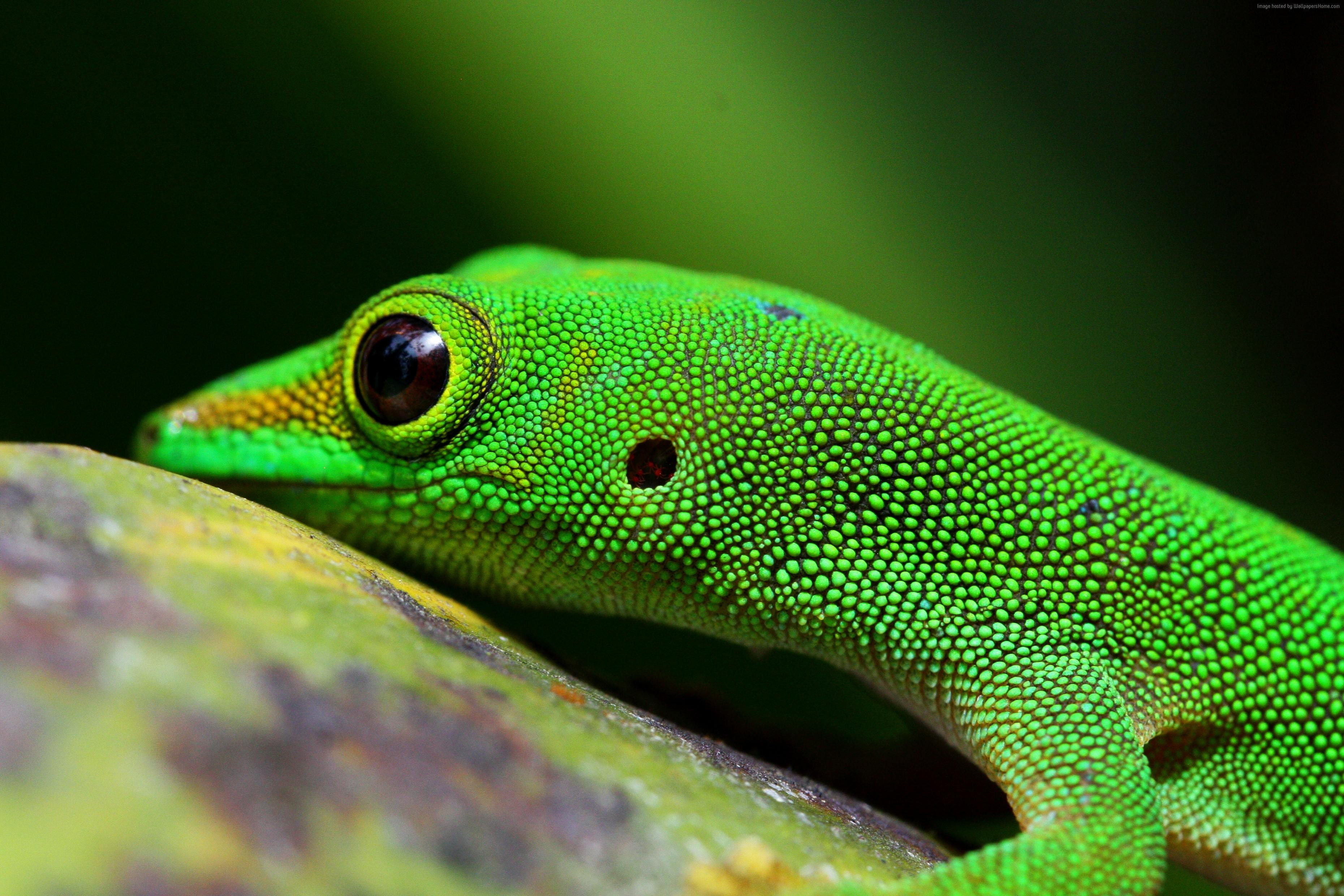 one animal, animals in the wild, eye, animal scale, animal themes, reptile, nature, lizard, animal eye, Gecko, animal body part, outdoors, animal, focus on foreground, HD Wallpaper