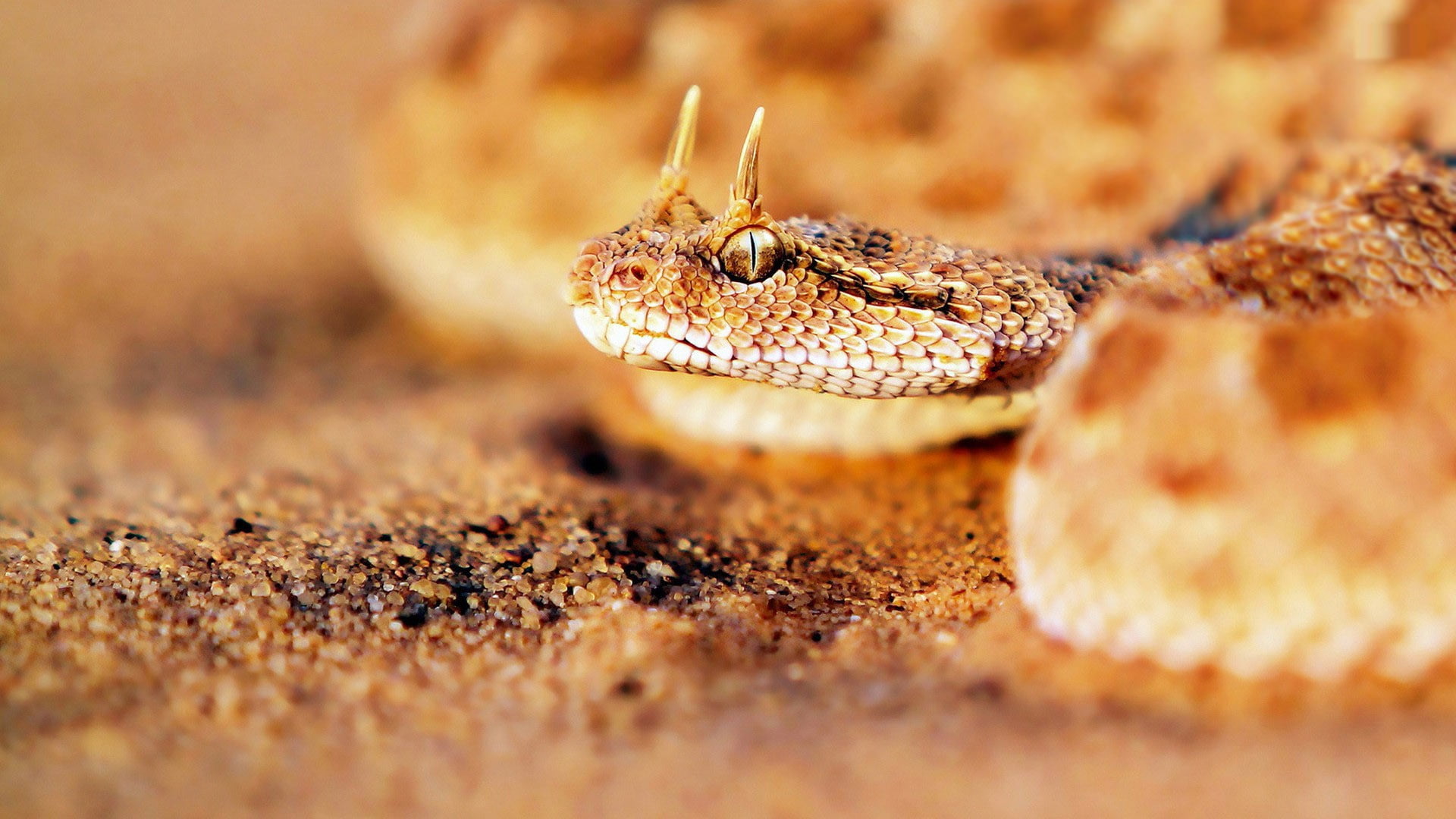 animal eye, animal head, day, one animal, no people, reptile, sand, animals, reptiles, animals in the wild, vertebrate, snake, close-up, animal body part, HD Wallpaper