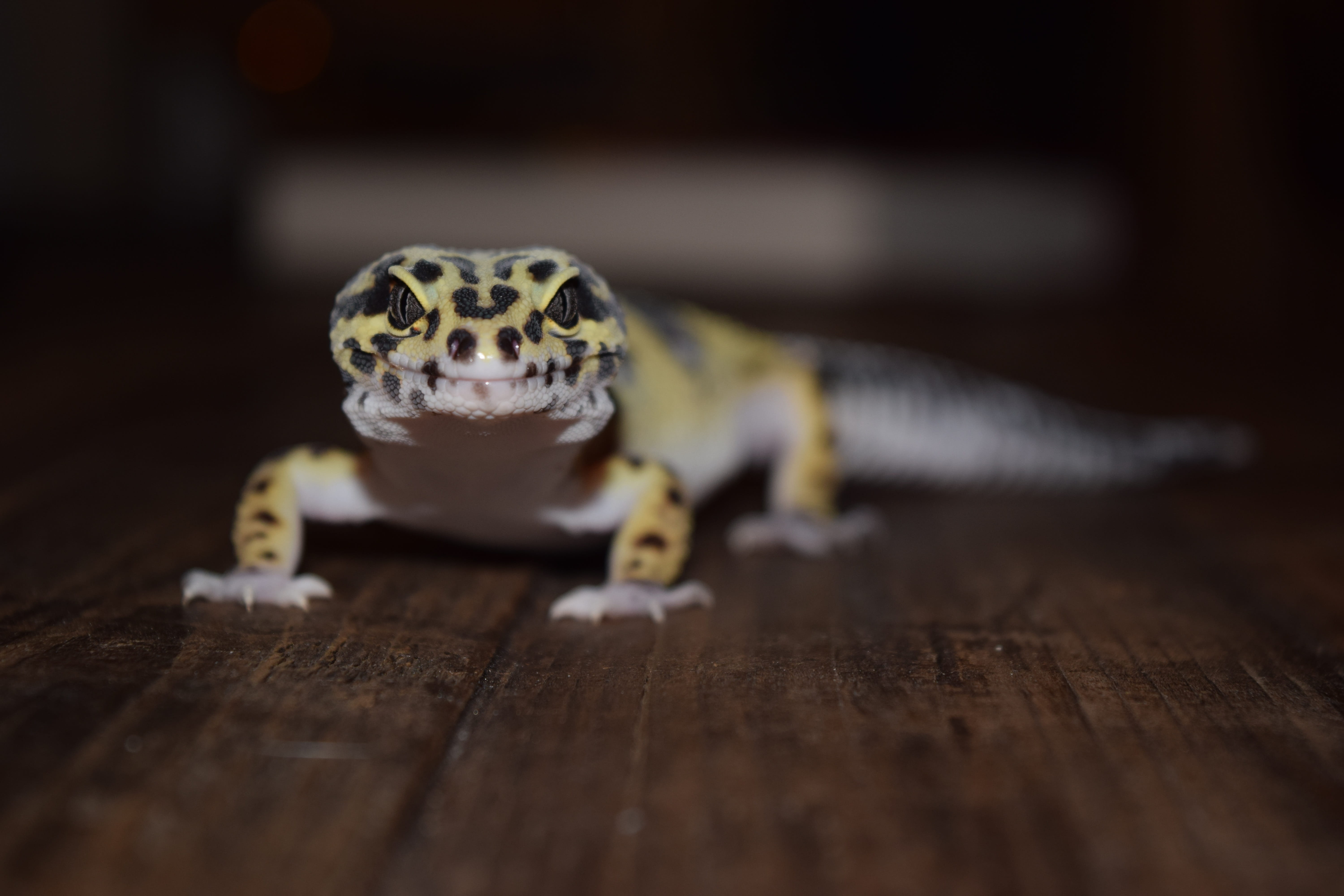 surface level, eublepharis macularius, desert, lizard, wood, gecko, 5K, animal wildlife, vertebrate, geckos, pet, portrait, hardwood floor, one animal, HD Wallpaper