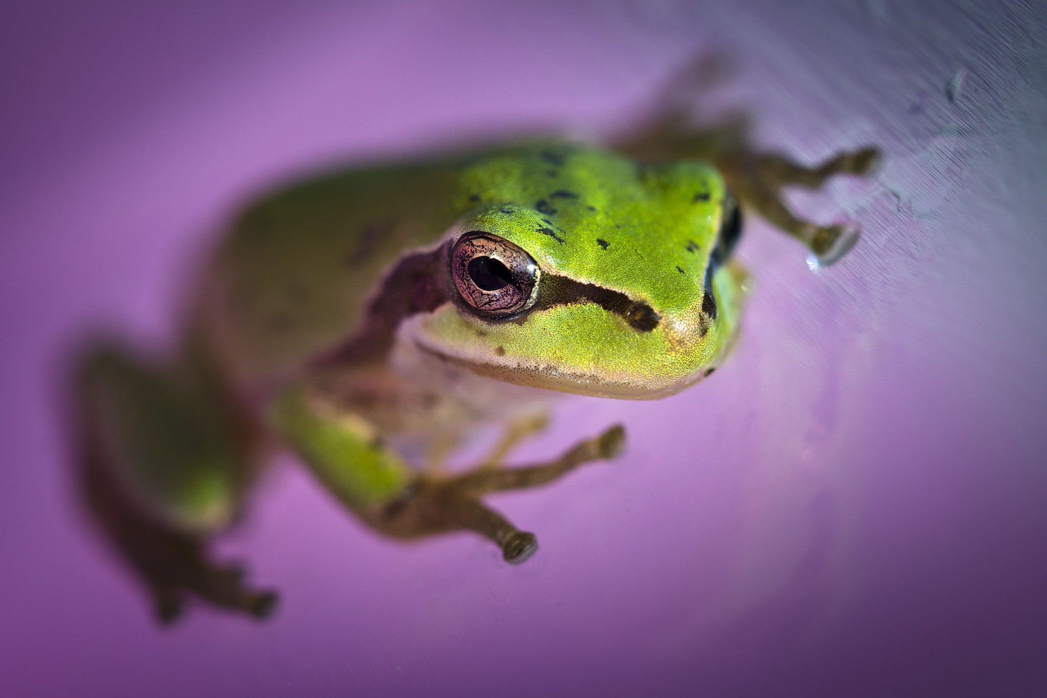 vertebrate, animal, depth of field, selective focus, portrait, green color, gecko, looking at camera, animal themes, water, frog, reptile, one animal, 1080P, HD Wallpaper
