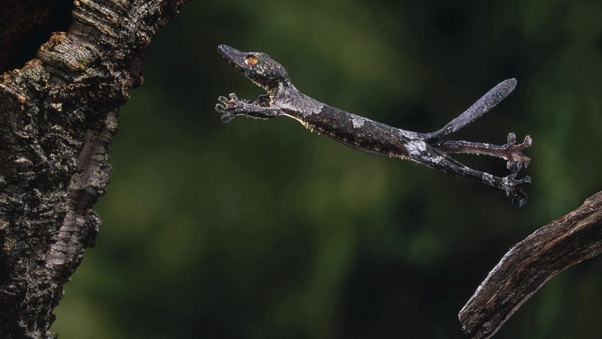 leaf, vertebrate, 1080P, animals in the wild, day, gecko, plant, animal, tree, nature, bird, animal wildlife, black, tree Trunk, close-up, green Color, HD Wallpaper