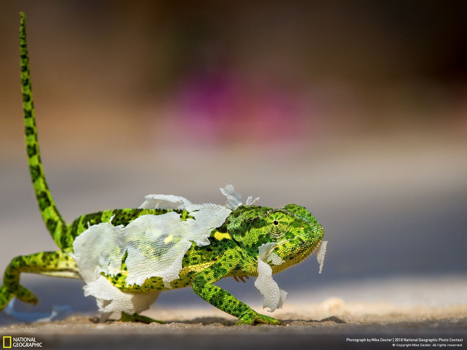 animals, National Geographic, 720P, 2018 (Year), nature, gecko, depth of field, tail, HD Wallpaper