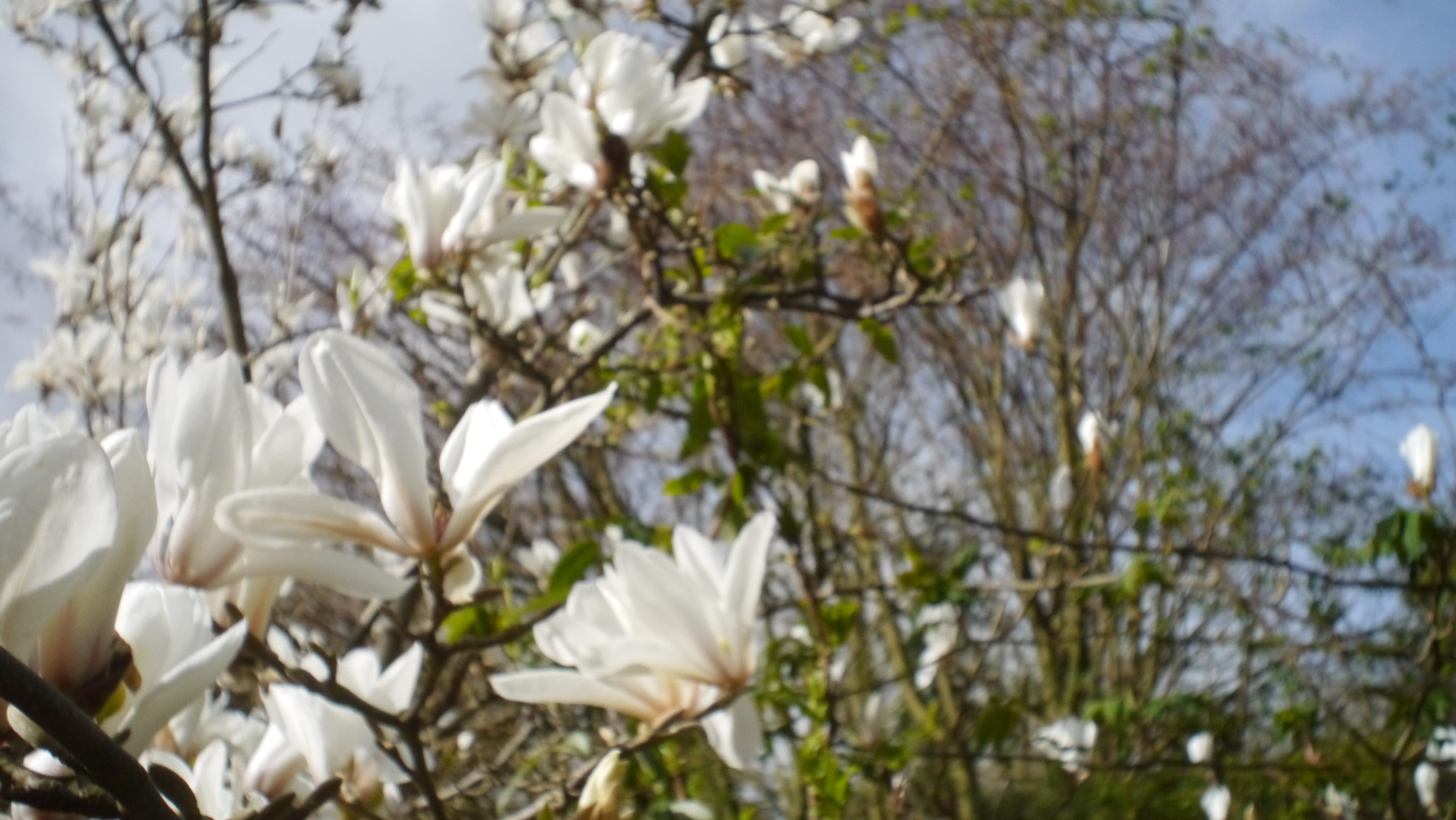 flower, no people, tree, plant, 4K, united kingdom, petal, focus on foreground, springtime, white color, inflorescence, freshness, vulnerability, beauty in nature, HD Wallpaper