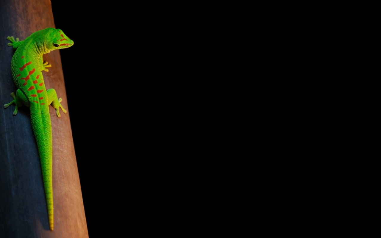 black, 720P, hd, lizard, animals, gecko, HD Wallpaper