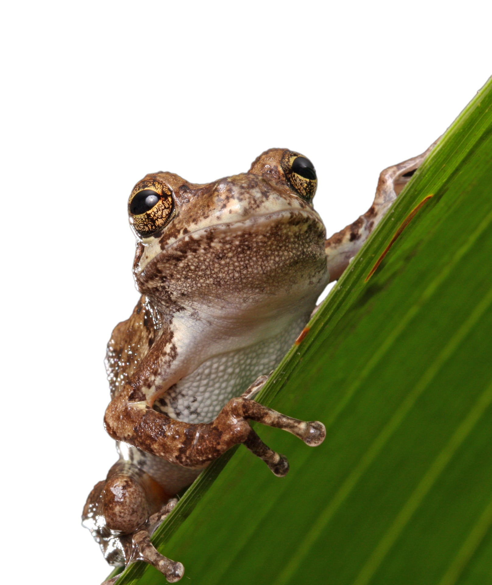 animal wildlife, lizard, 1080P, animal head, animal, leaf, image, gray tree frog, close-up, tree Frog, grey tree frog, day, animal themes, brown, nature, Phone HD Wallpaper