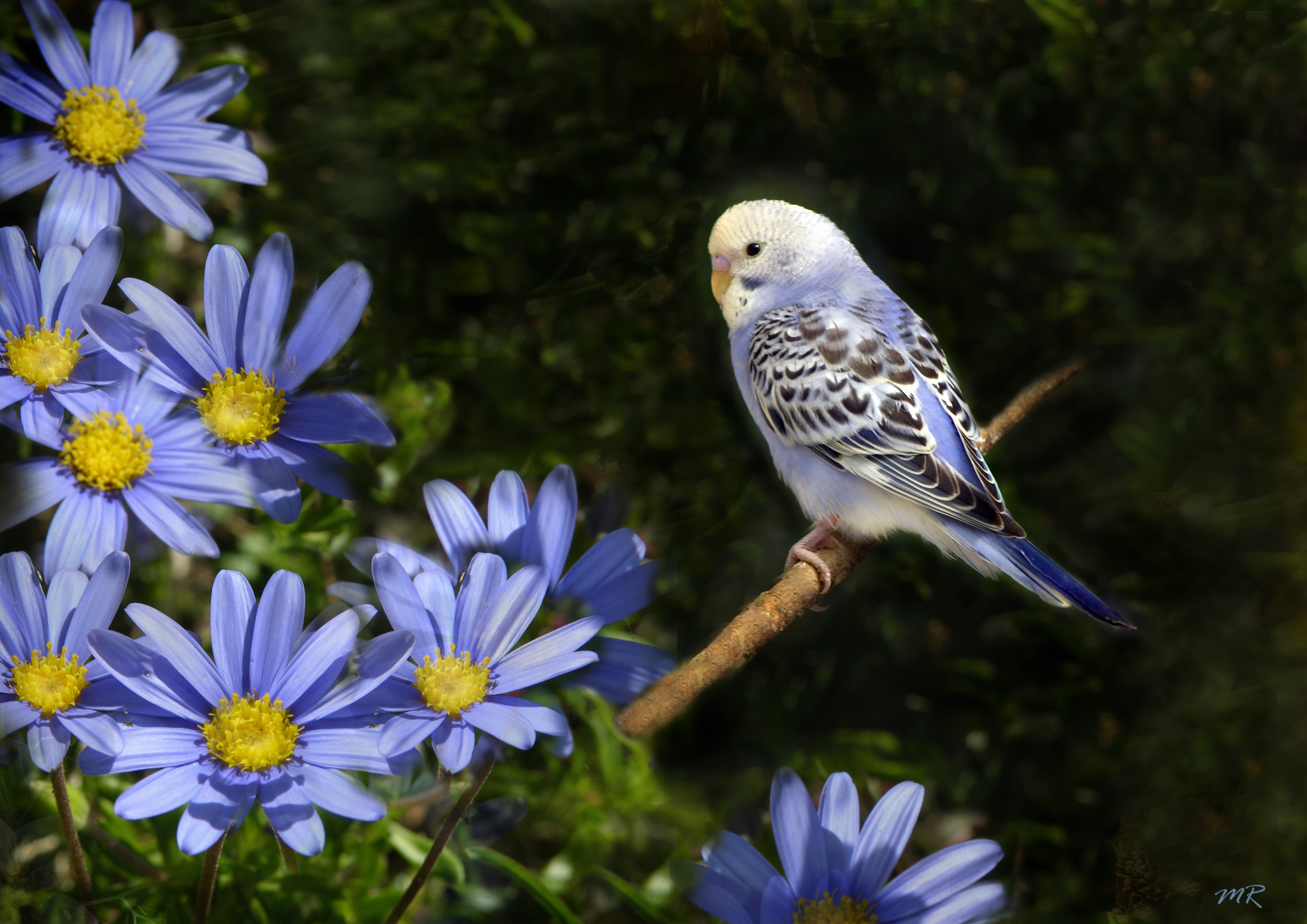 no people, green Color, animal themes, beauty In Nature, focus on foreground, vertebrate, freshness, animal, fragility, summer, wavy, flowers, pigeon, springtime, HD Wallpaper