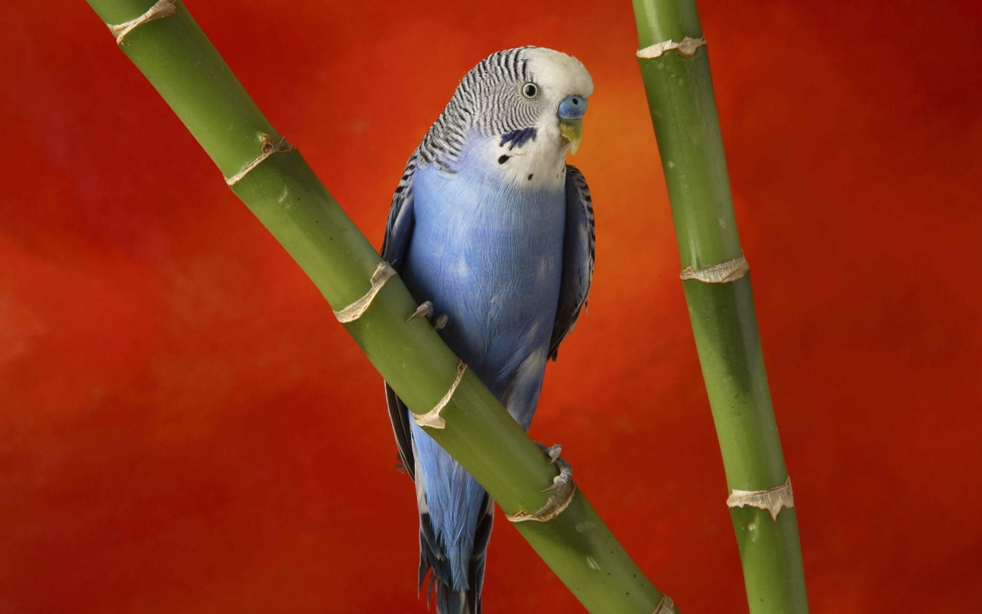 1080P, colorful, budgerigar, HD Wallpaper