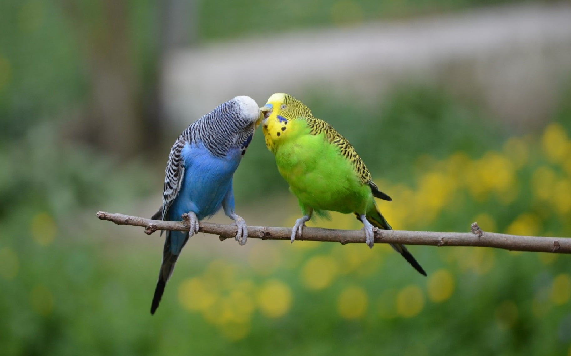 720P, animal Wing, nature, looking, focus on foreground, cute, two animals, green, perching, bird Watching, no people, animal wildlife, group of animals, HD Wallpaper