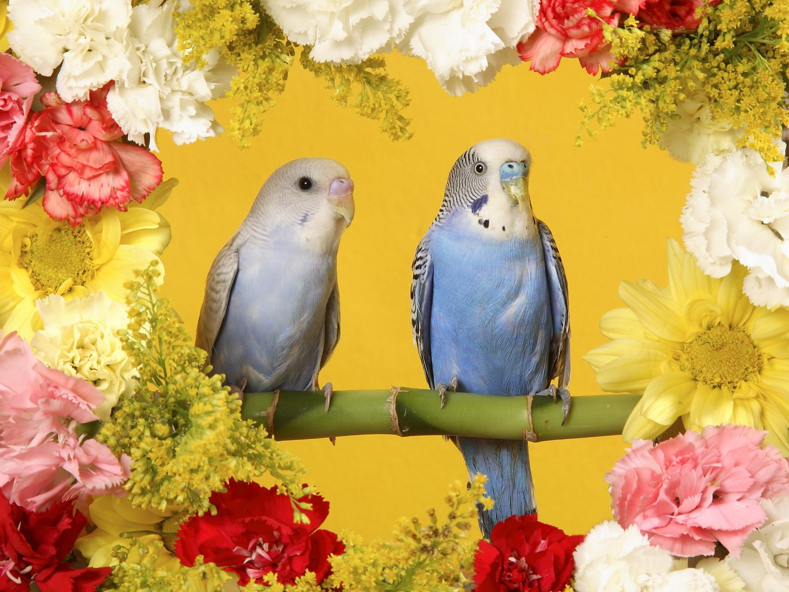 720P, parakeets, budgerigars, pair, HD Wallpaper