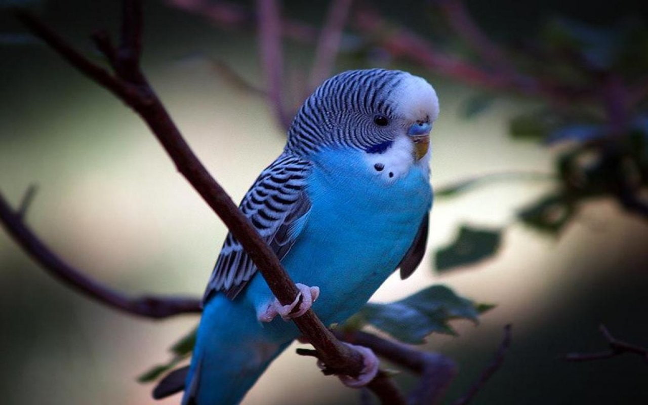 Birds, Budgerigar, 720P, HD Wallpaper