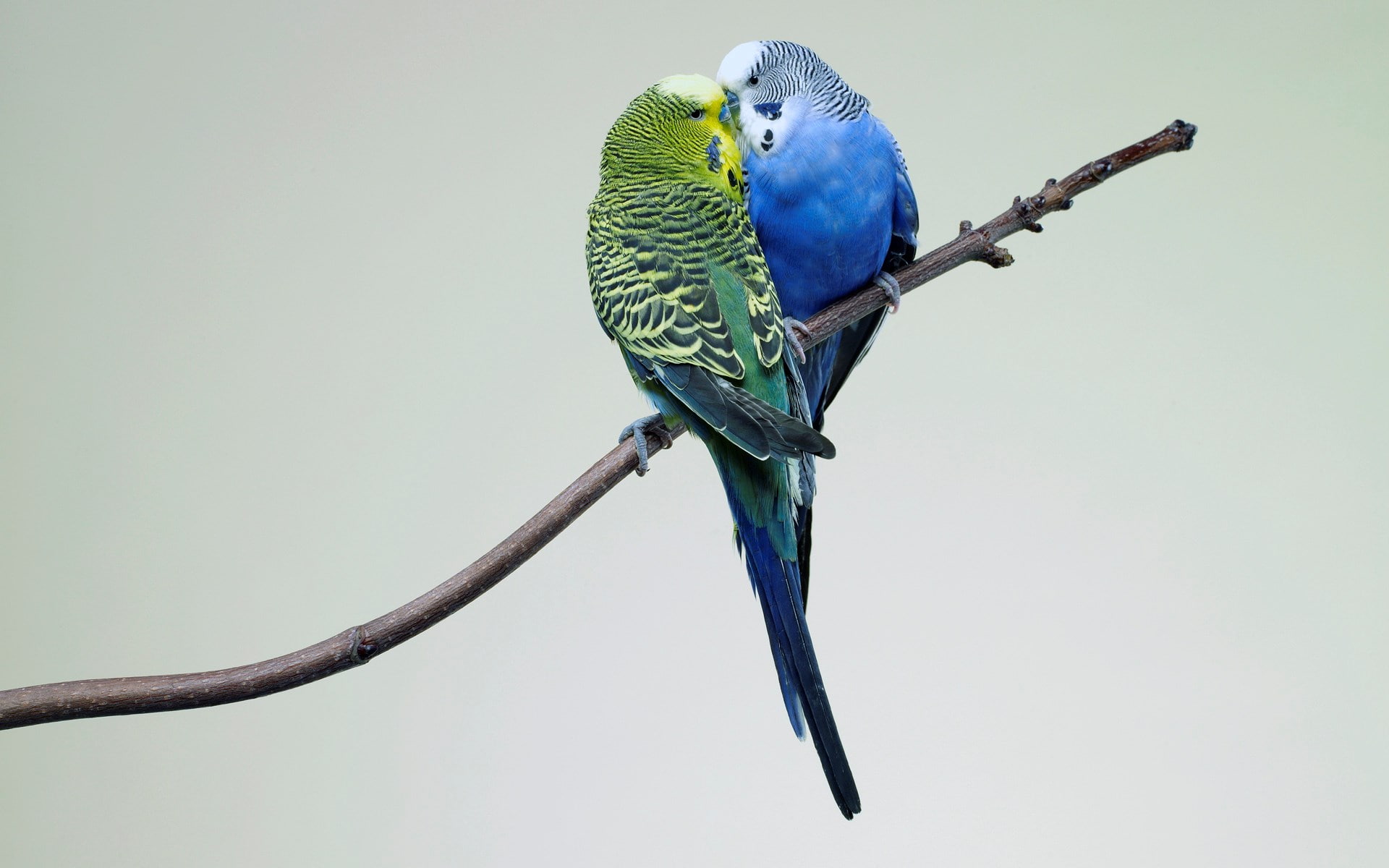 budgerigar, 1080P, HD Wallpaper