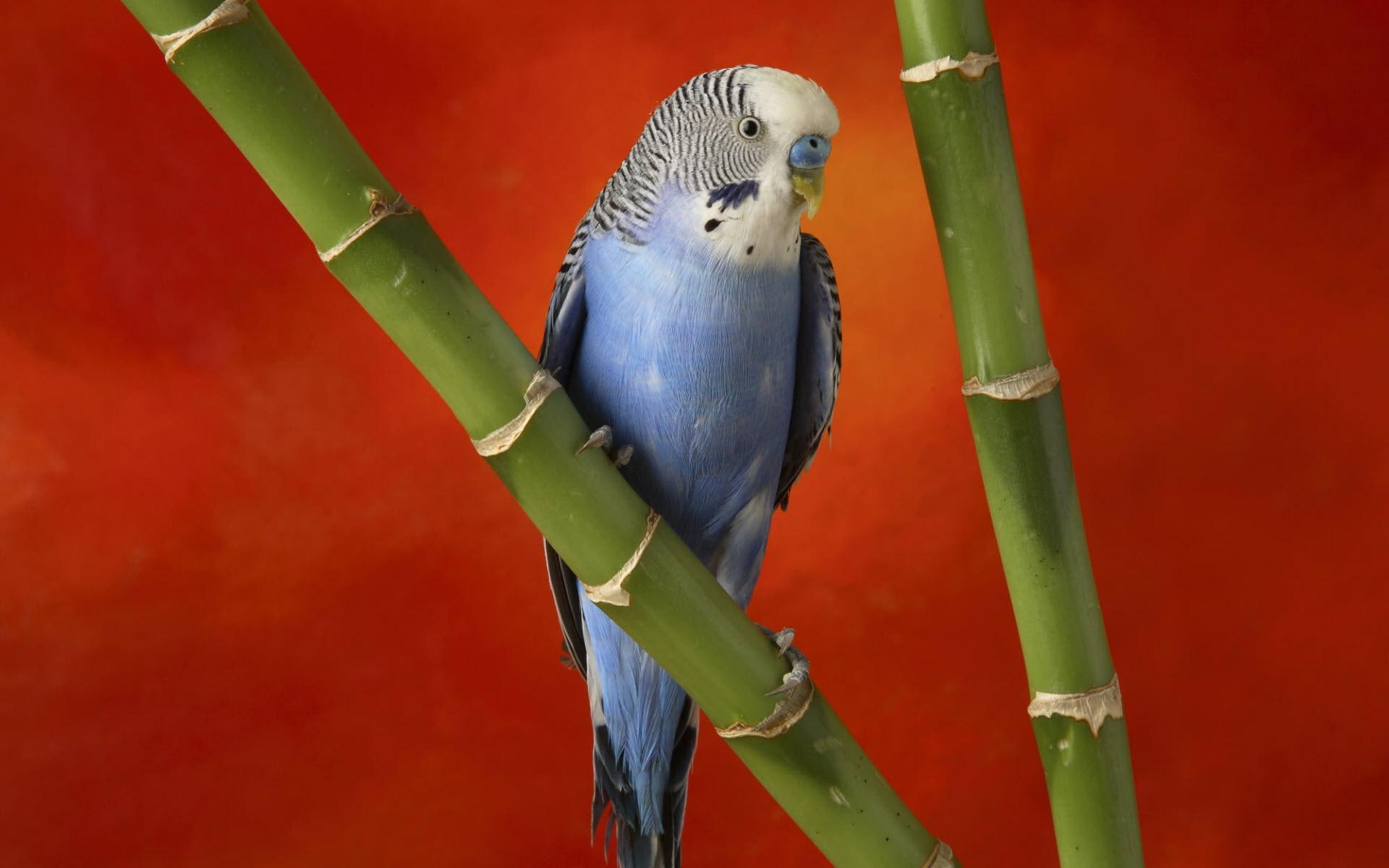 1080P, budgerigar, colorful, animals and birds, blue, black, HD Wallpaper
