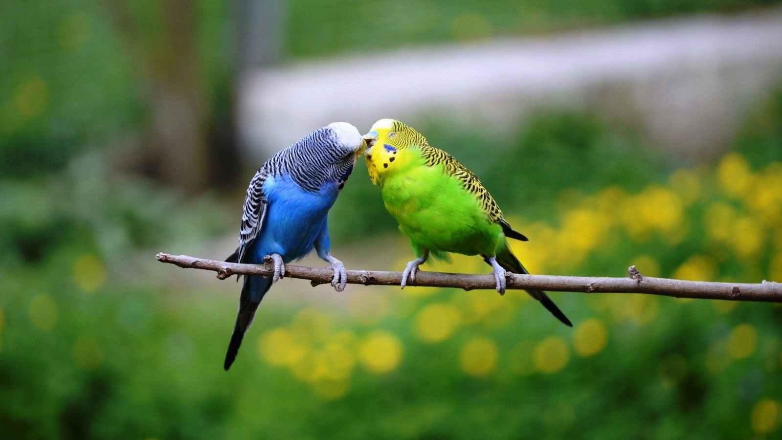 budgerigar, 720P, HD Wallpaper