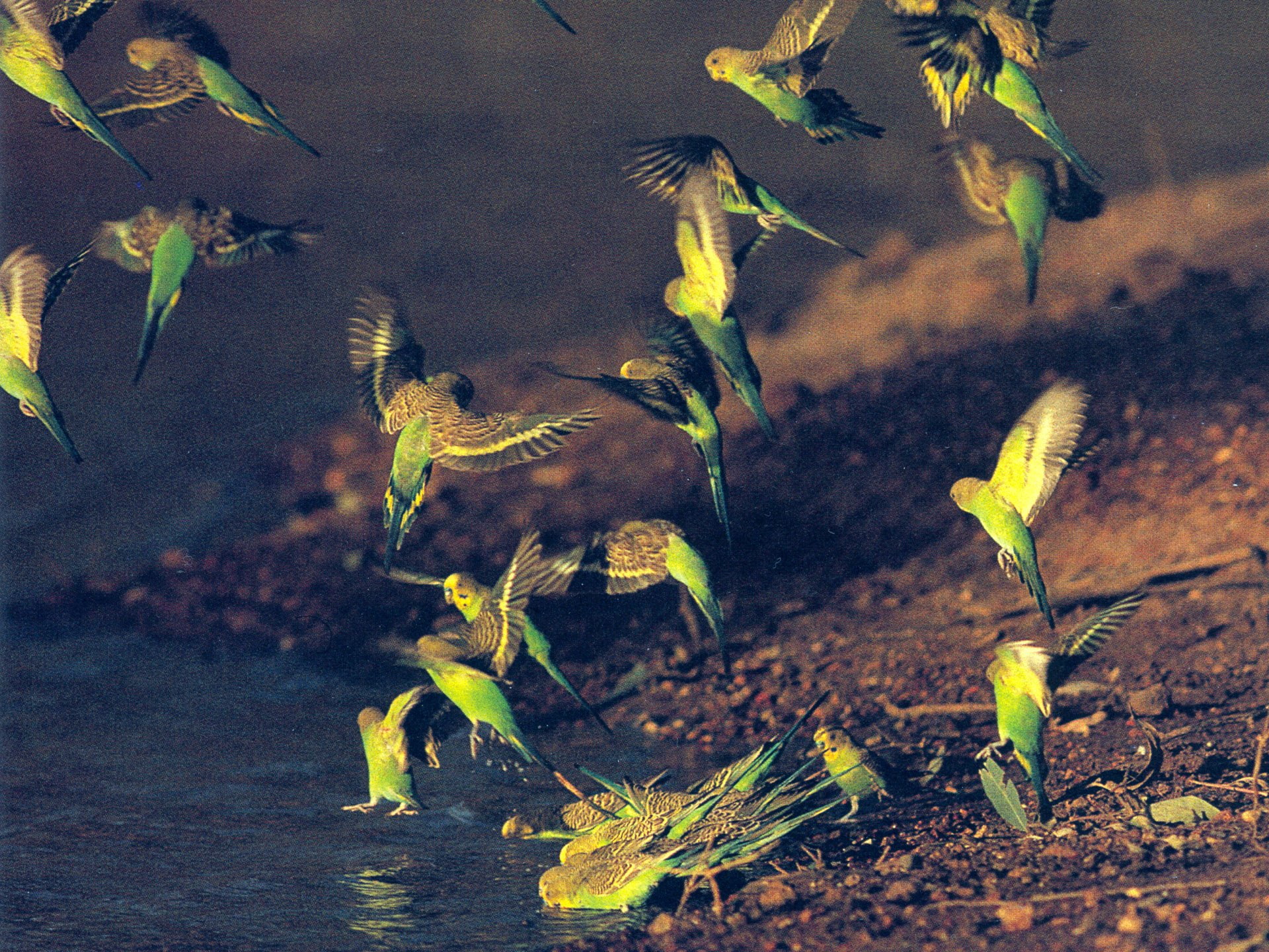 1080P, Birds, Budgerigar, Budgie, HD Wallpaper