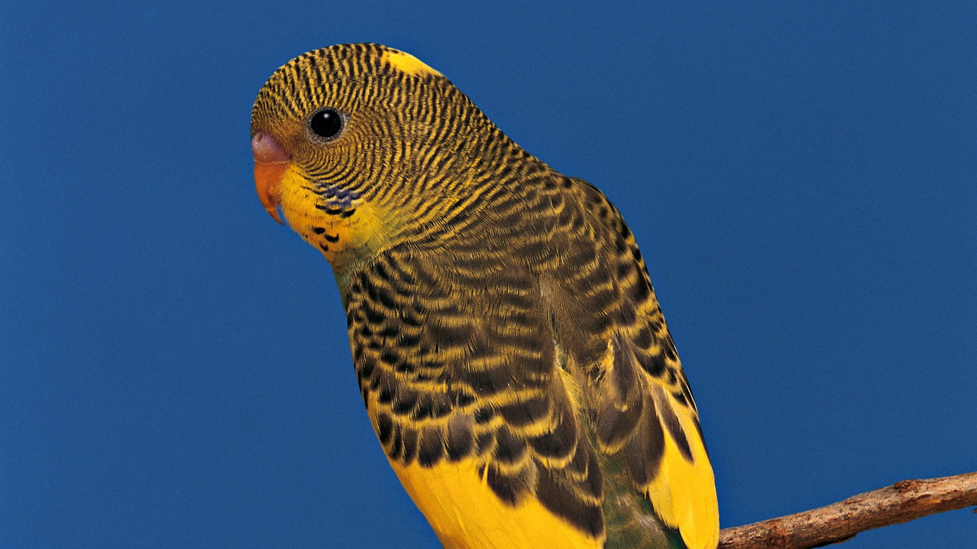 Birds, Budgerigar, 1080P, HD Wallpaper