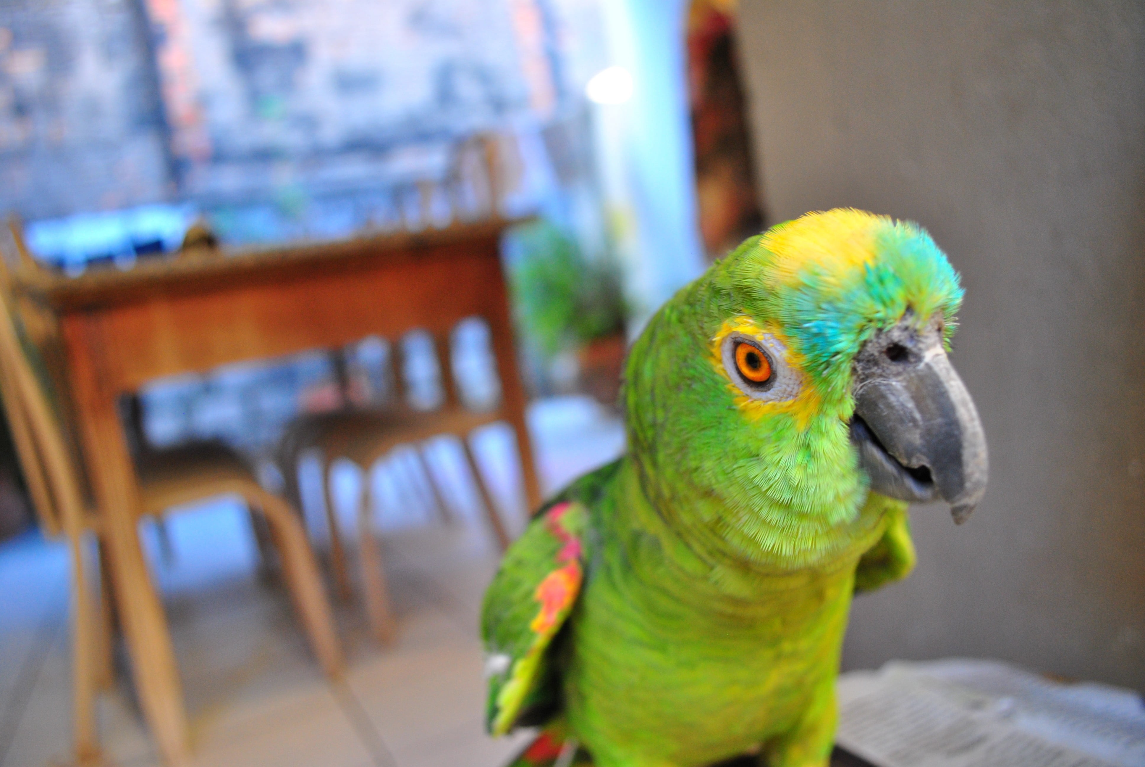 one animal, animal, macaw, indoors, no people, domestic, yellow, multi colored, table, furniture, 4K, animals in the wild, focus on foreground, animal wildlife, HD Wallpaper