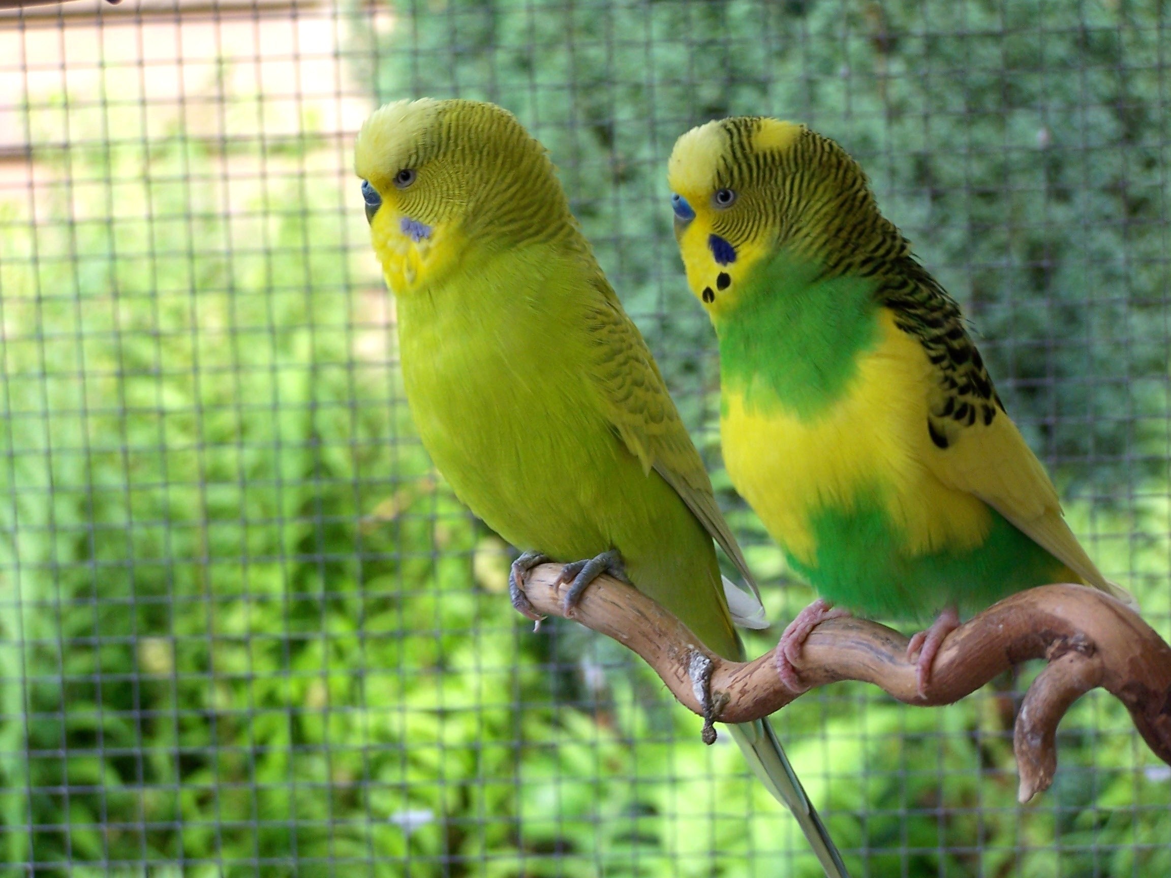 budgerigar, vertebrate, outdoors, animal wildlife, animals in the wild, bird, animal, together, birds, parakeet, animals in captivity, yellow, budgerigars, HD Wallpaper
