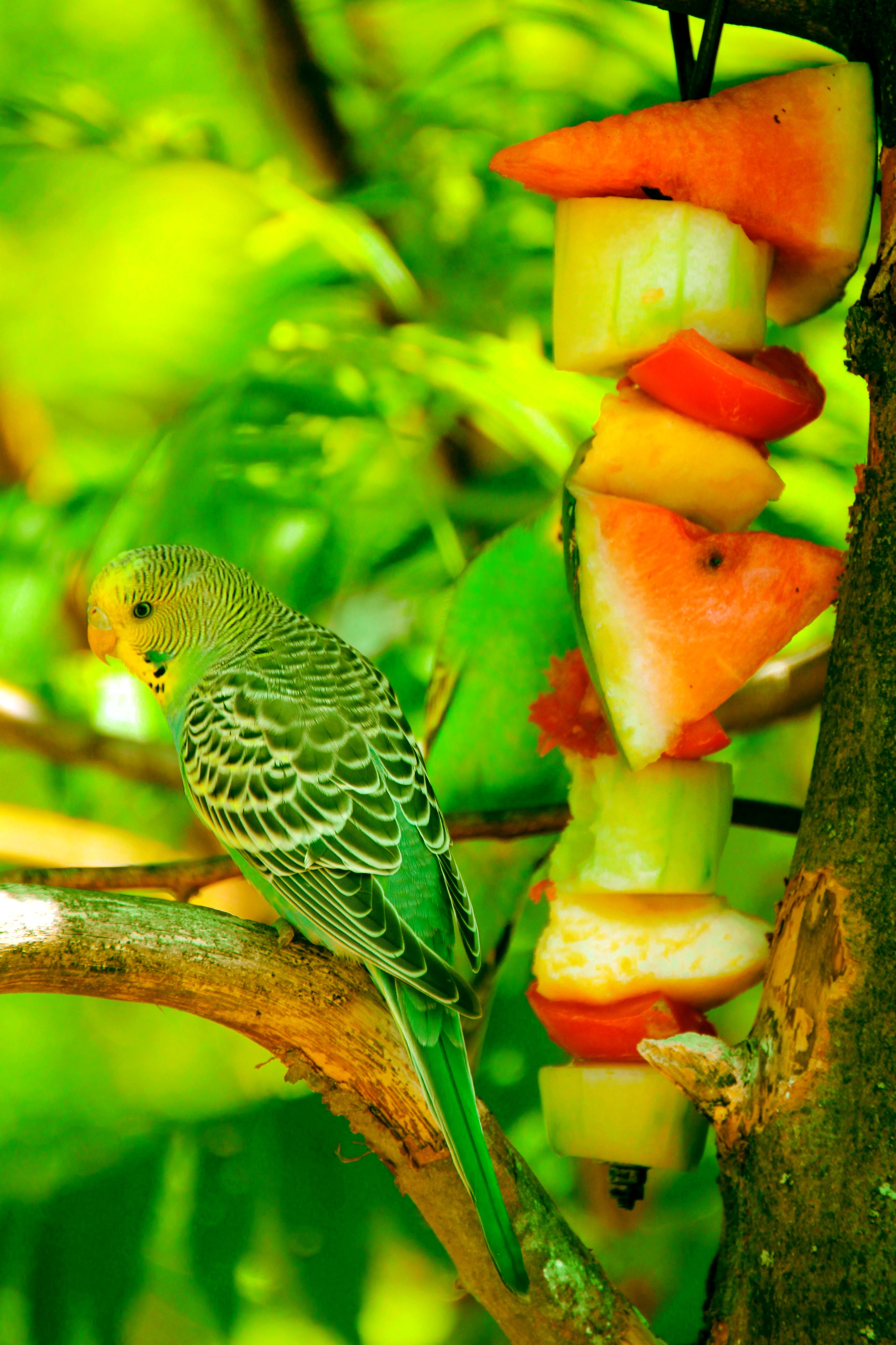 small, domestic, animals in the wild, tree, no people, budgerigar, day, green, parrot, animal themes, bird, animal, animal wildlife, group of animals, perching, Phone HD Wallpaper