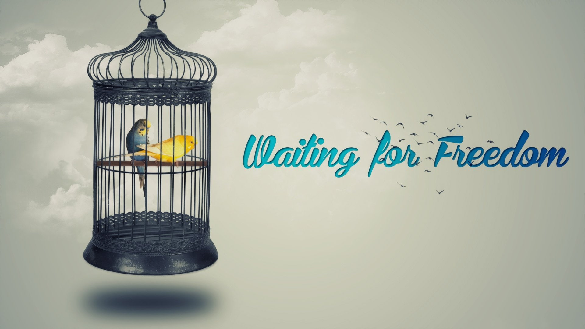 Birdcage, Artistic, Budgerigar, Bird, Birds, 1080P, HD Wallpaper