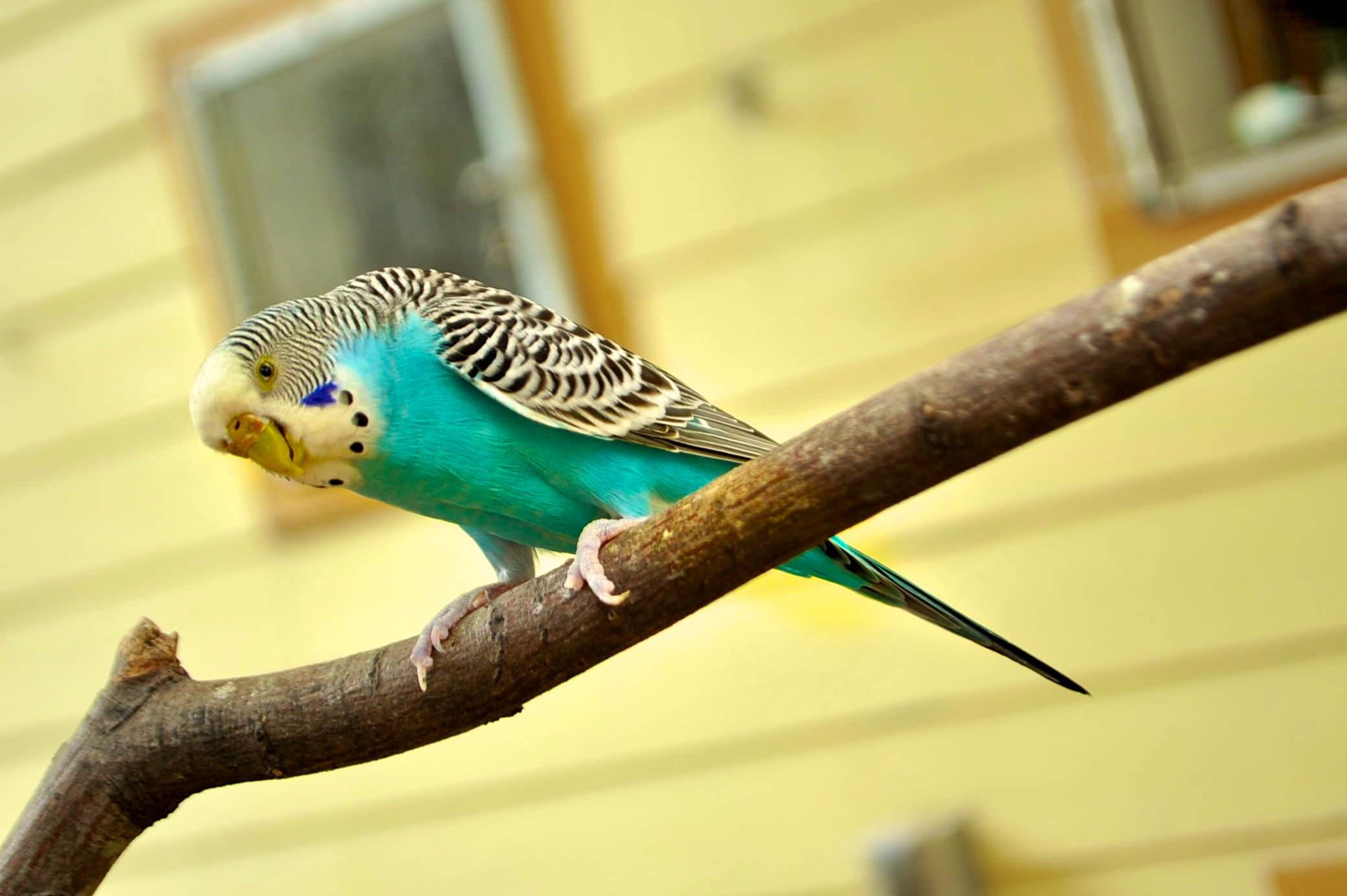 animal, animals in captivity, nature, Canary, selective focus, long-tailed, budgerigar, outdoors, bird, color Image, beak, Canary Bird, animals in the wild, HD Wallpaper