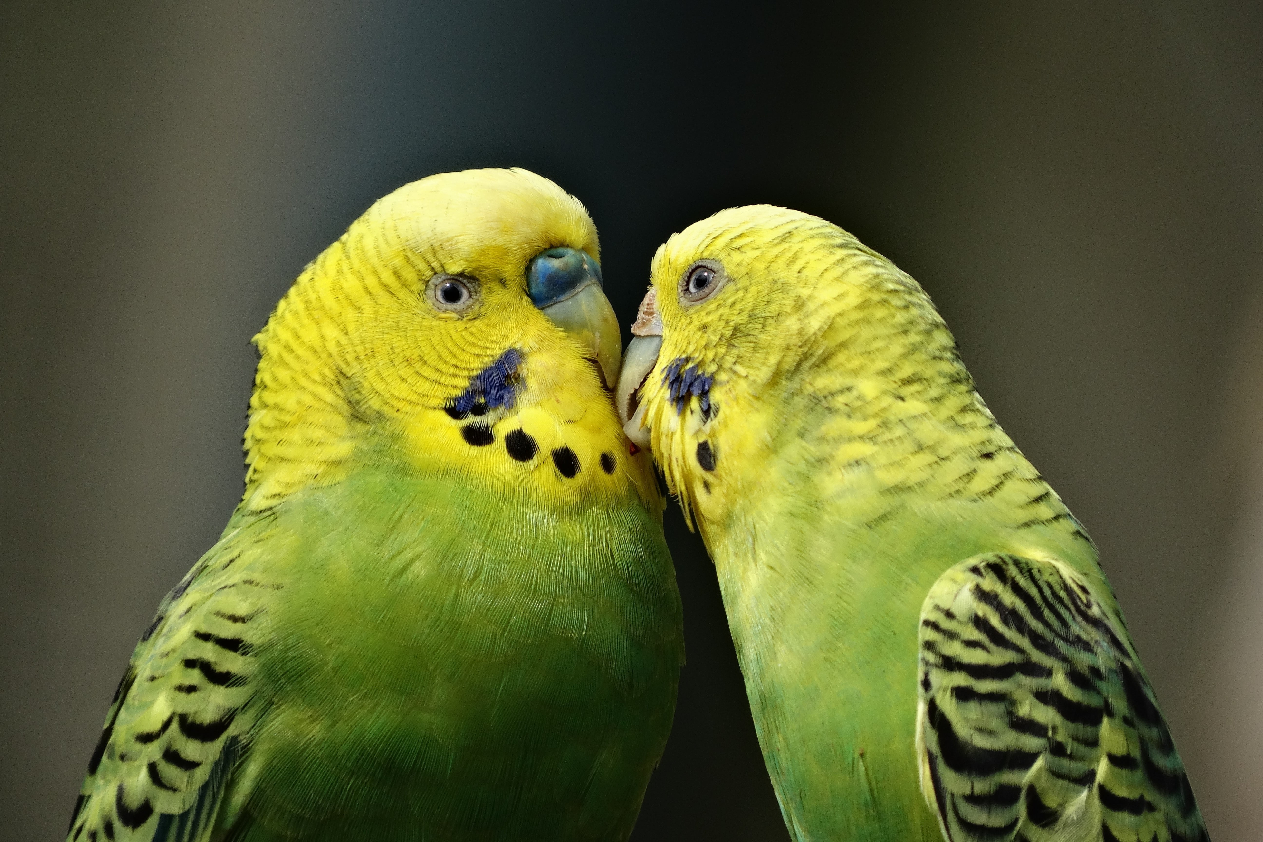 parrot, pets, animals in the wild, love, parakeet, two animals, kiss, animal themes, 5K, fauna, black background, sweet, positive emotion, yellow, kissing, HD Wallpaper