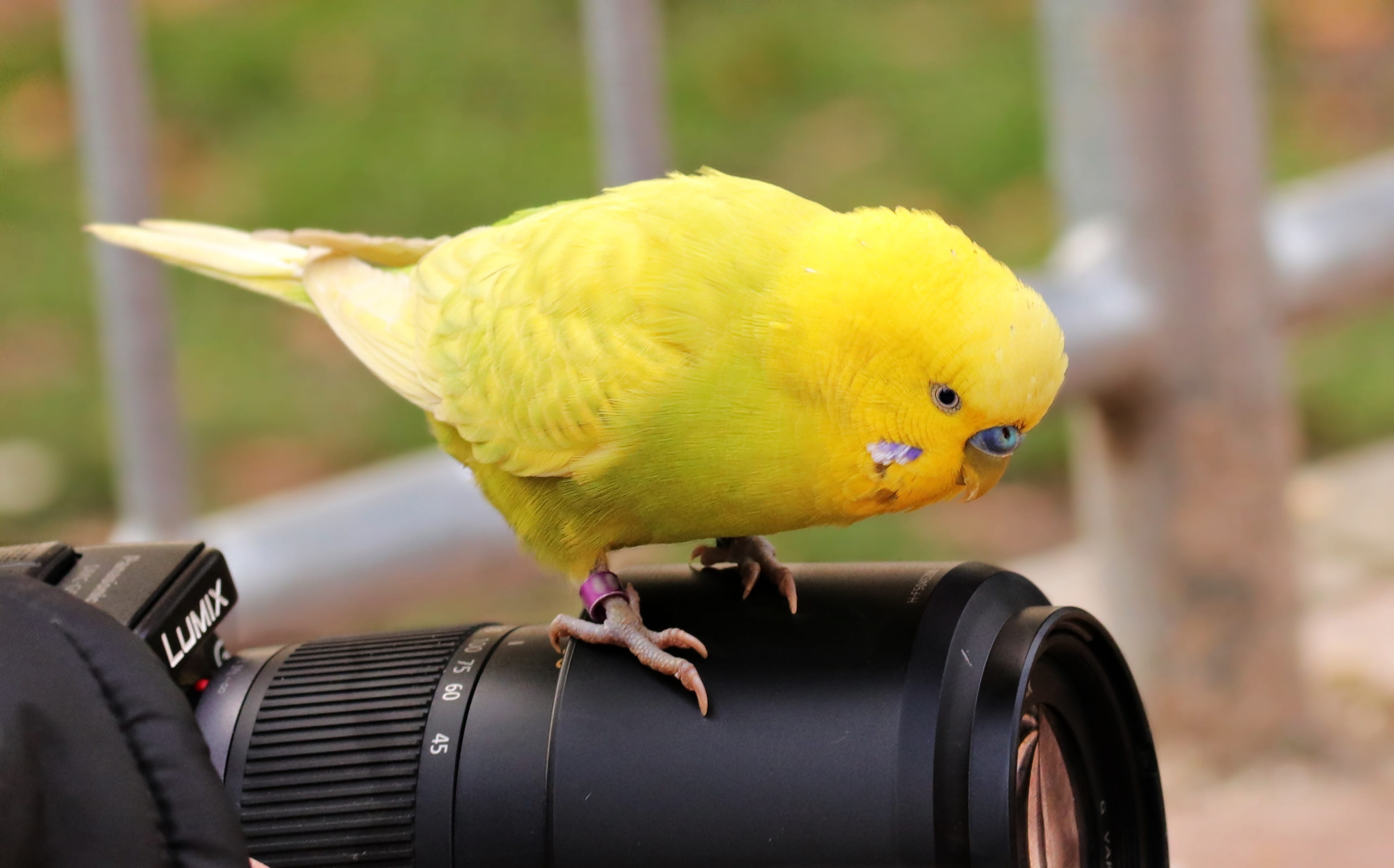 animal world, motor vehicle, parrot, outdoors, yellow, pets, focus on foreground, plumage, sit, lumix, camera, top, mode of transportation, wheel, dslr, HD Wallpaper
