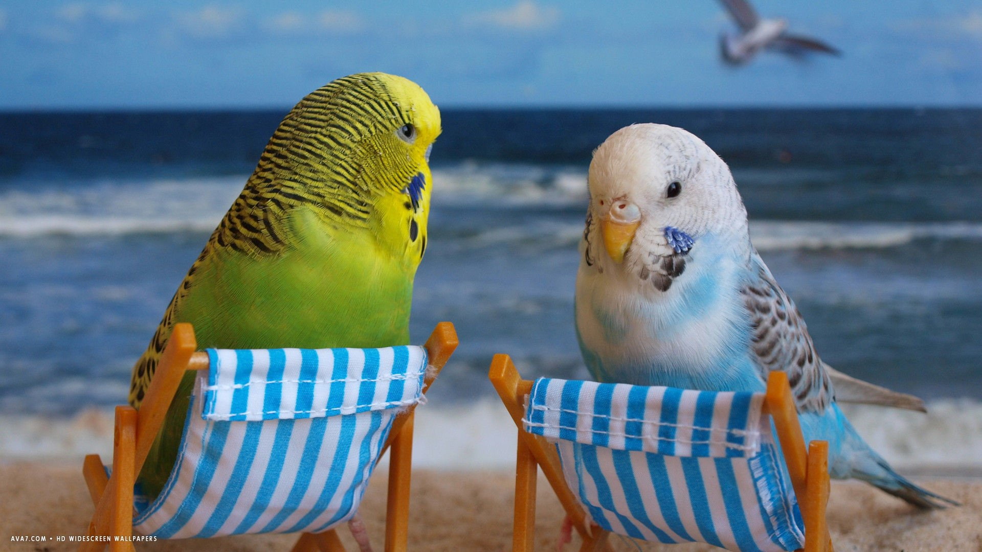 animal themes, no people, animals in the wild, day, perching, animal wildlife, parrot, group of animals, budgerigar, sea, Parakeet, blue, 1080P, bird, HD Wallpaper