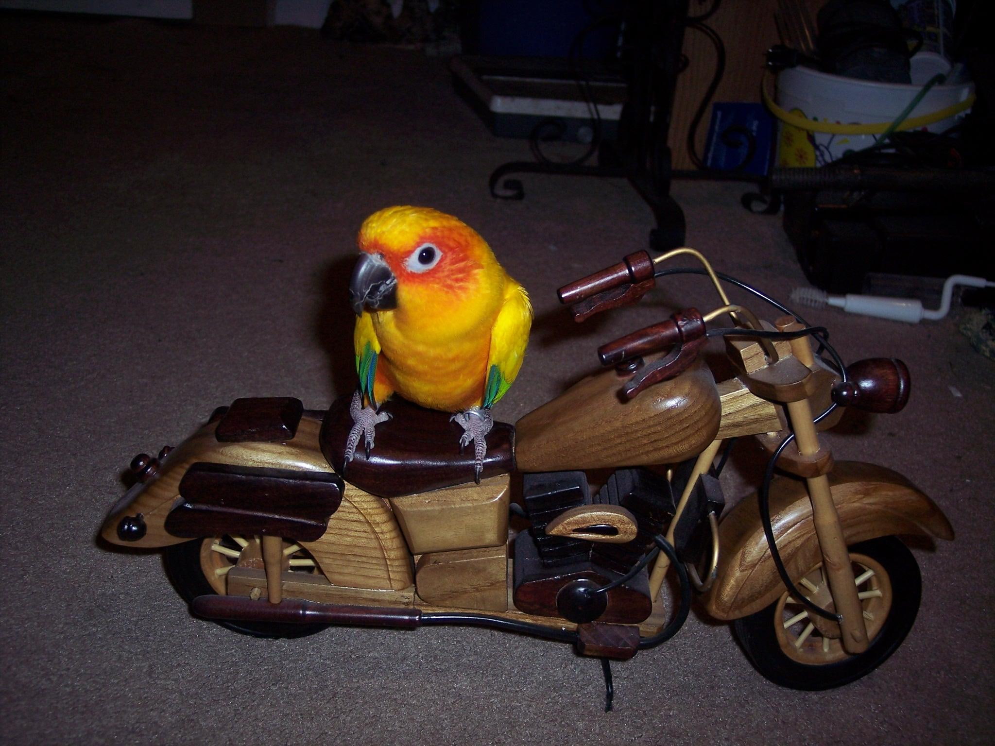 funny, animals, yellow, bird, brown, wooden, sun, touring, 1080P, budgerigar, motorcycle, miniature, figurine, HD Wallpaper