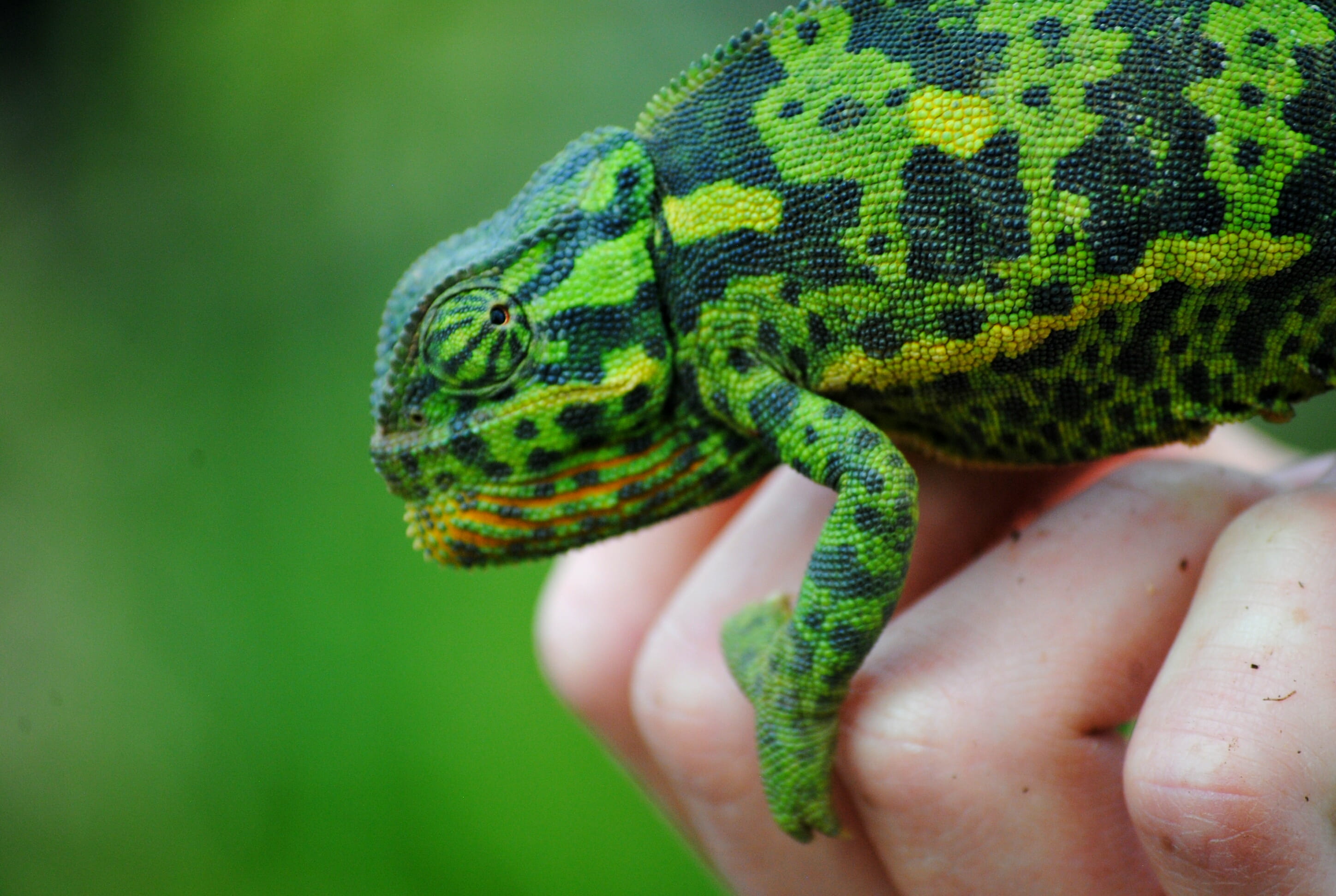 animal, hand, green color, anole, one animal, close-up, animal wildlife, 2K, unrecognizable person, real people, animal head, pretoria, wildlife, amphibian, HD Wallpaper