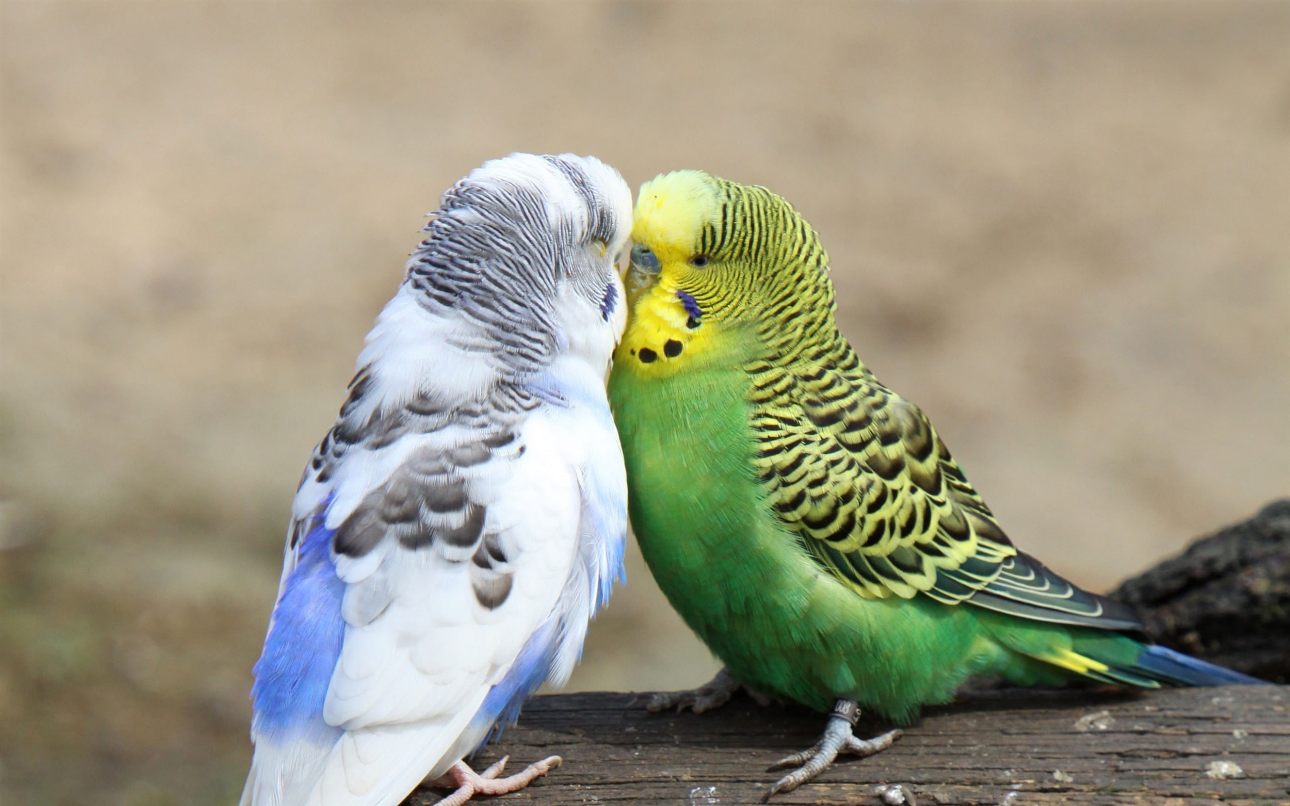 close-up, birds, two animals, animal themes, photo, animals in the wild, parrot, green, two, togetherness, day, animal family, budgie, budgerigars, group of animals, HD Wallpaper