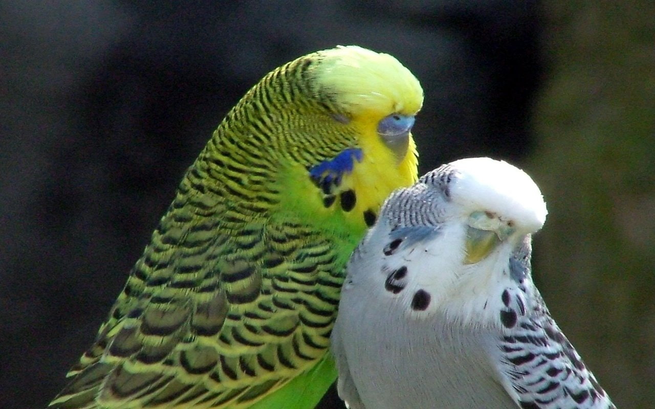 Parrot, 720P, Budgerigar, Birds, HD Wallpaper