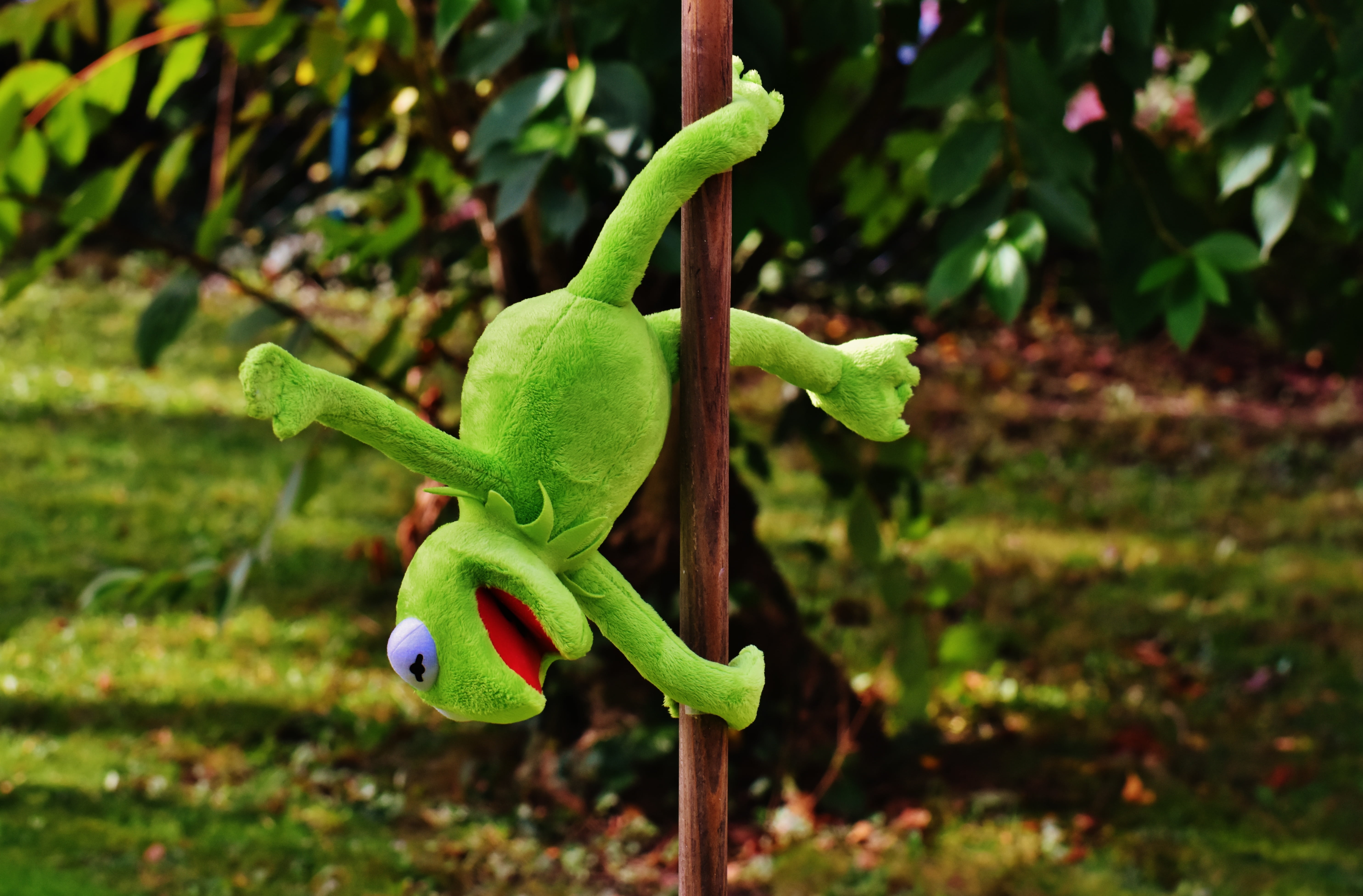 animals in the wild, soft toy, animal wildlife, vulnerability, figure, animal themes, nature, green Color, outdoors, cute, freshness, close-up, green, no people, HD Wallpaper