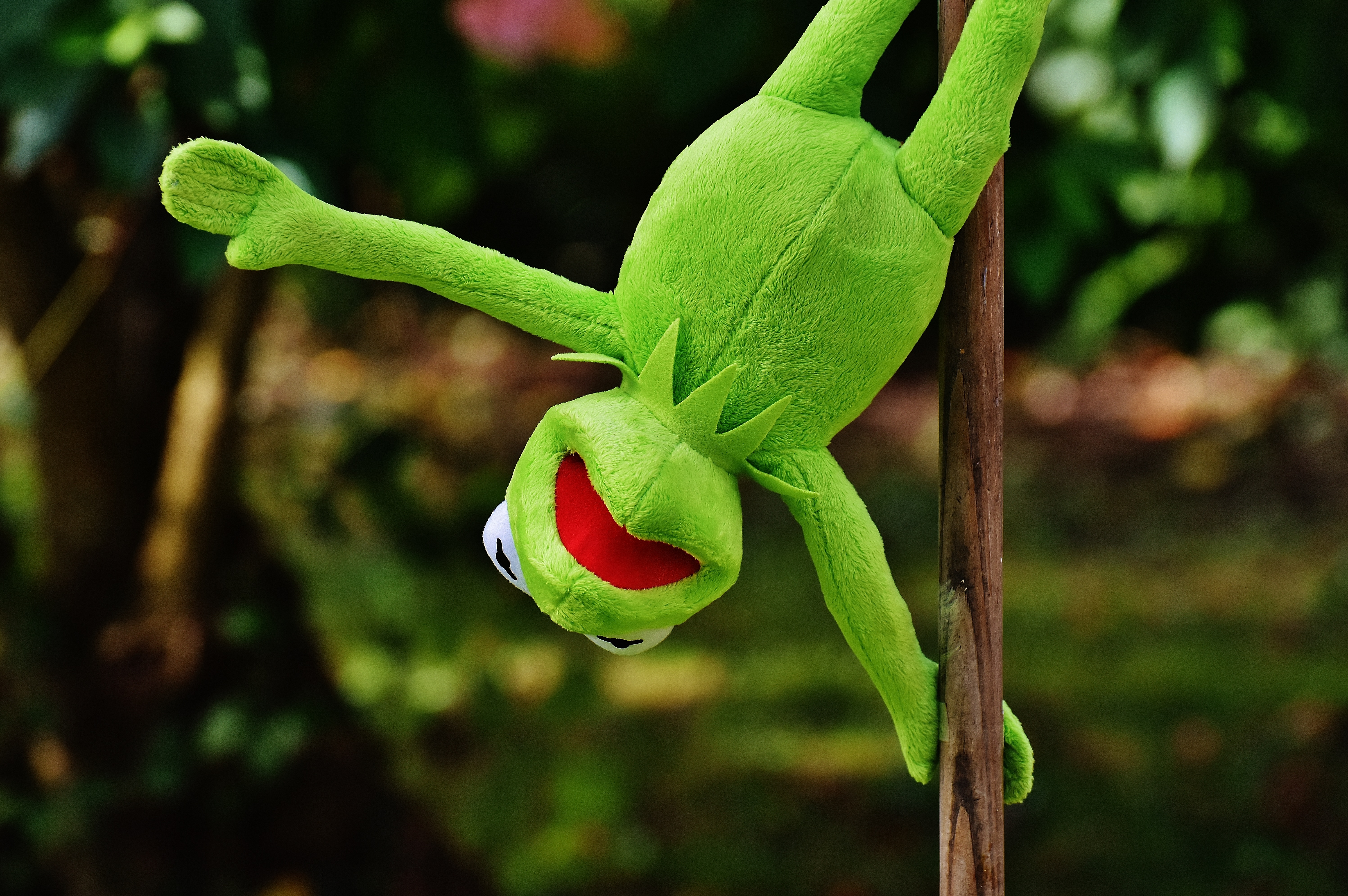 stuffed animal, no people, kermit frog, frogs, frog, close-up, plant part, soft toy, green color, tree, animal, day, focus on foreground, green, lizard, HD Wallpaper