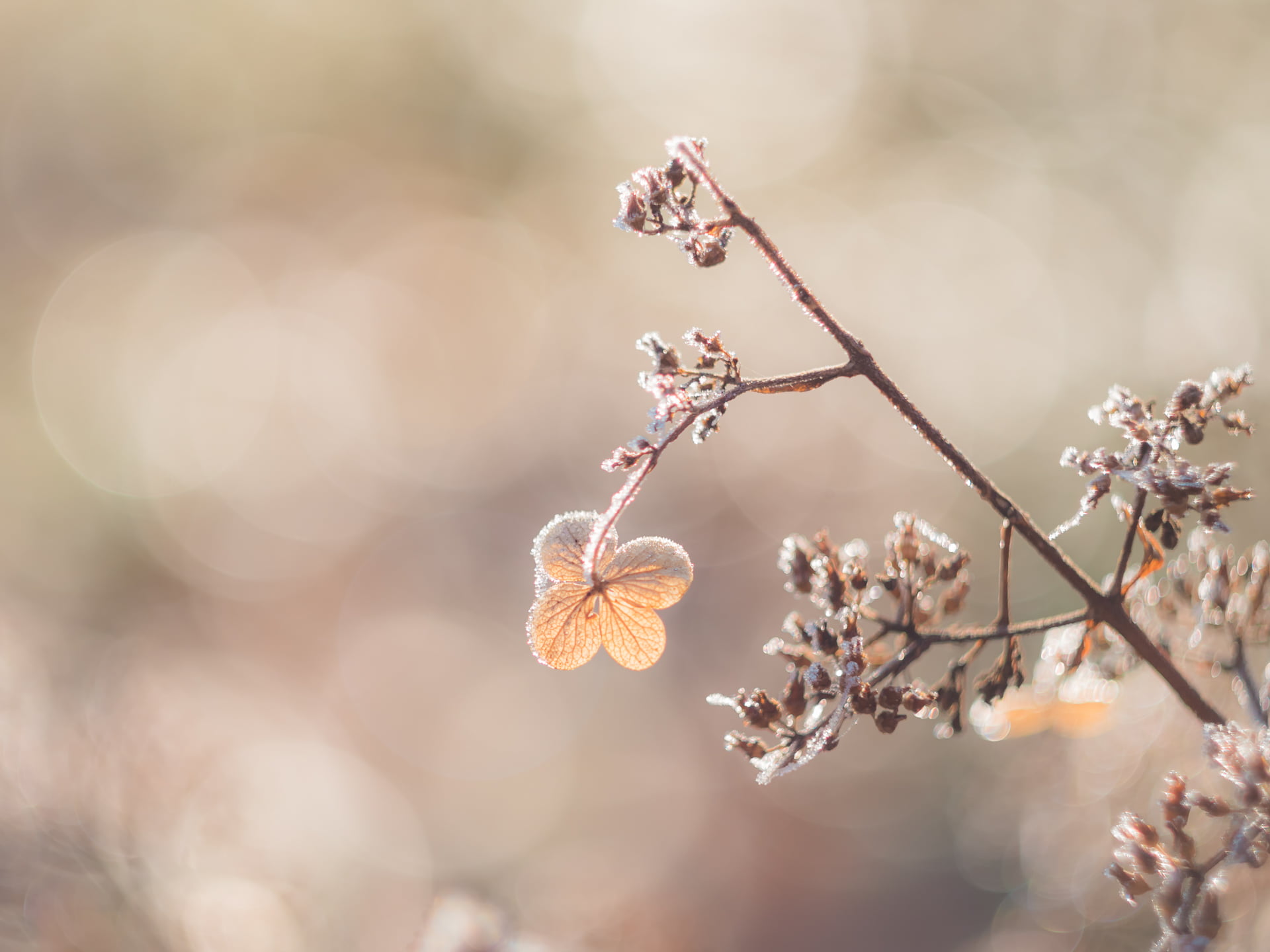 close-up, 1080P, vintage, Peach, dof, M43, MFT, Winter, springtime, bokeh, Helios 44, nature, flower, selective, season, Panasonic Lumix GX8, beauty In Nature, HD Wallpaper