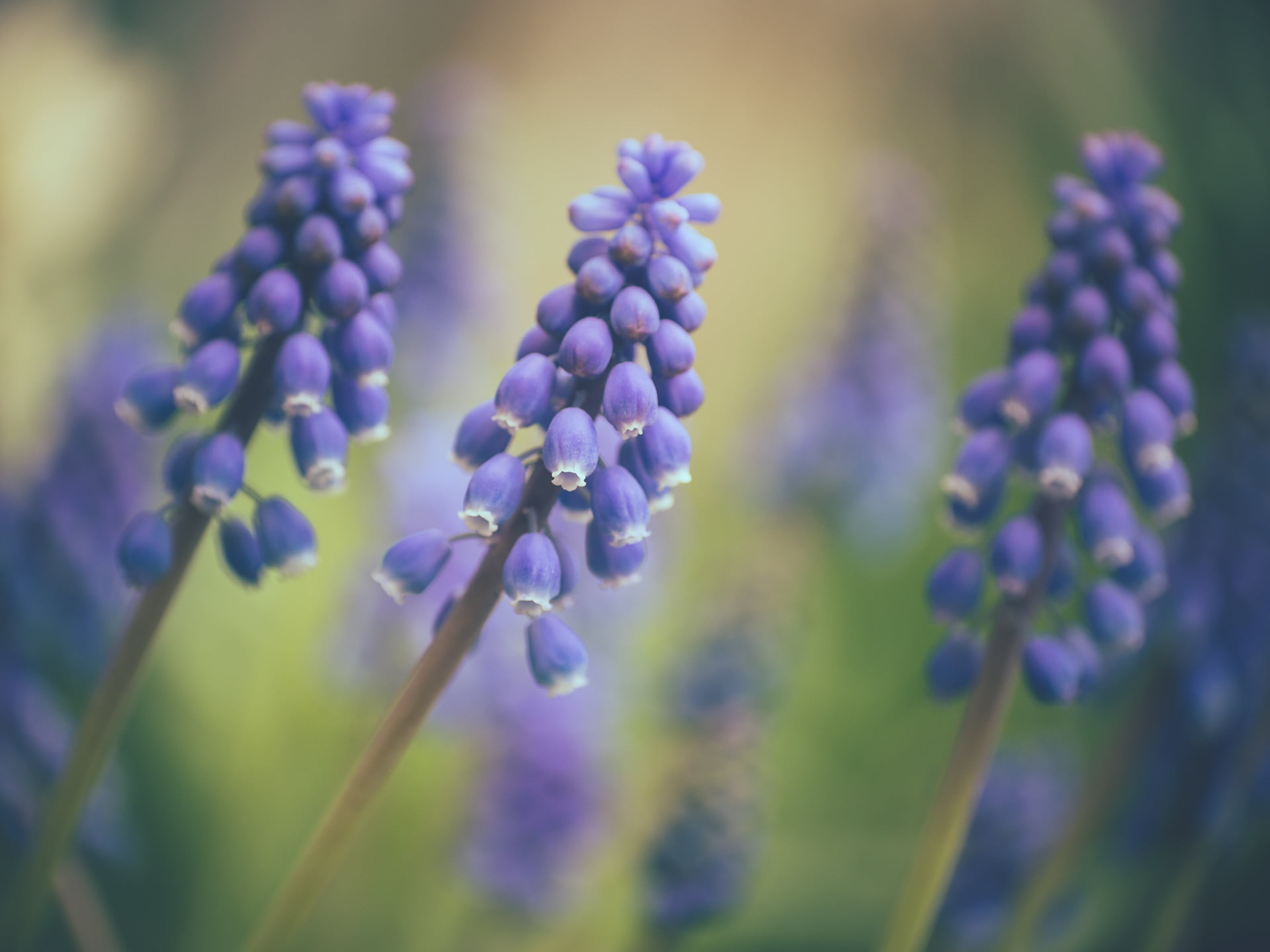 nature, Micro 4/3, M43, flowers, vintage, summer, outdoors, close-up, blue, plant, manual focus, lavender, Lumix, dof, lens, selective, available light, HD Wallpaper