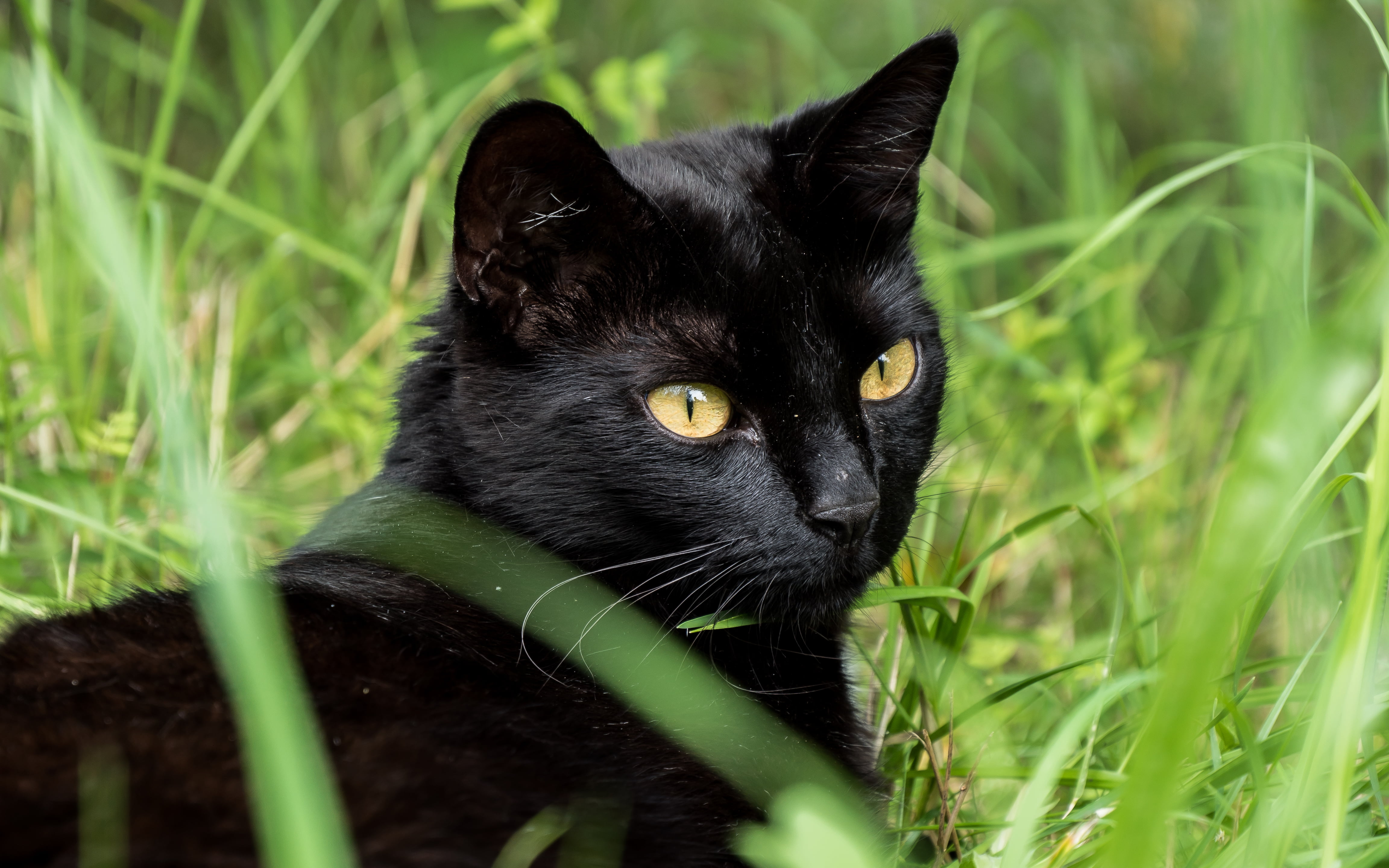katze, cat  walk, pets, feline, grasses, 4K, grass, outdoor, domestic Cat, green Color, nature, Donzdorf, cat, gras, GH4, mammal, cute, black, looking, HD Wallpaper