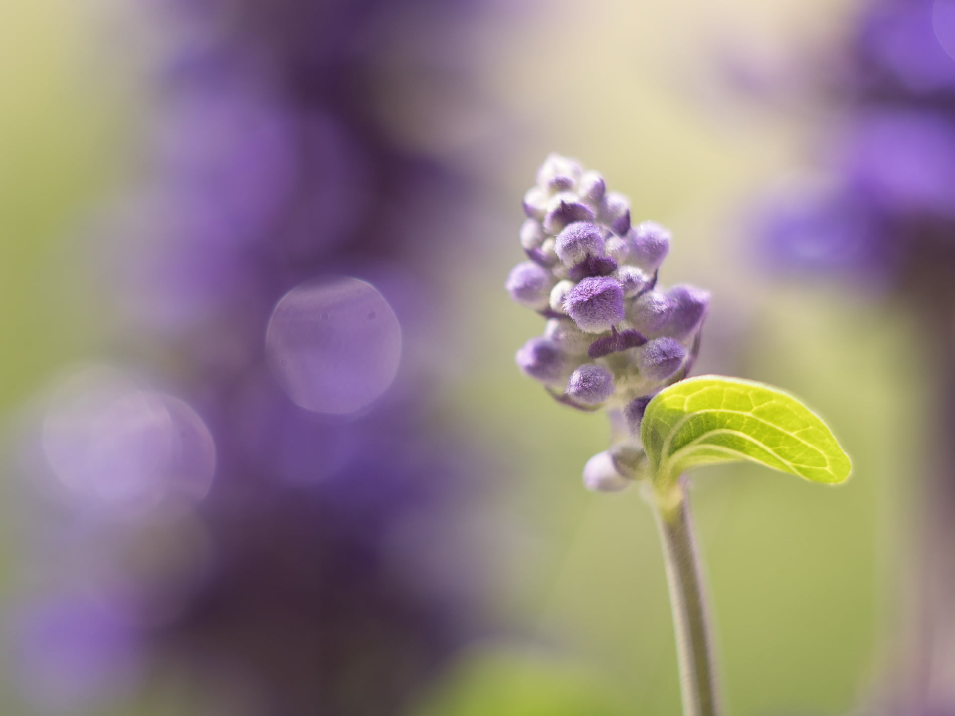 Helios 44, focus, MFT, bokeh, flower, 1080P, selective, purple, Blume, plant, petaled, lilac, Sommer, selective focus, summer, dof, lila, catnip, Pompoms, HD Wallpaper