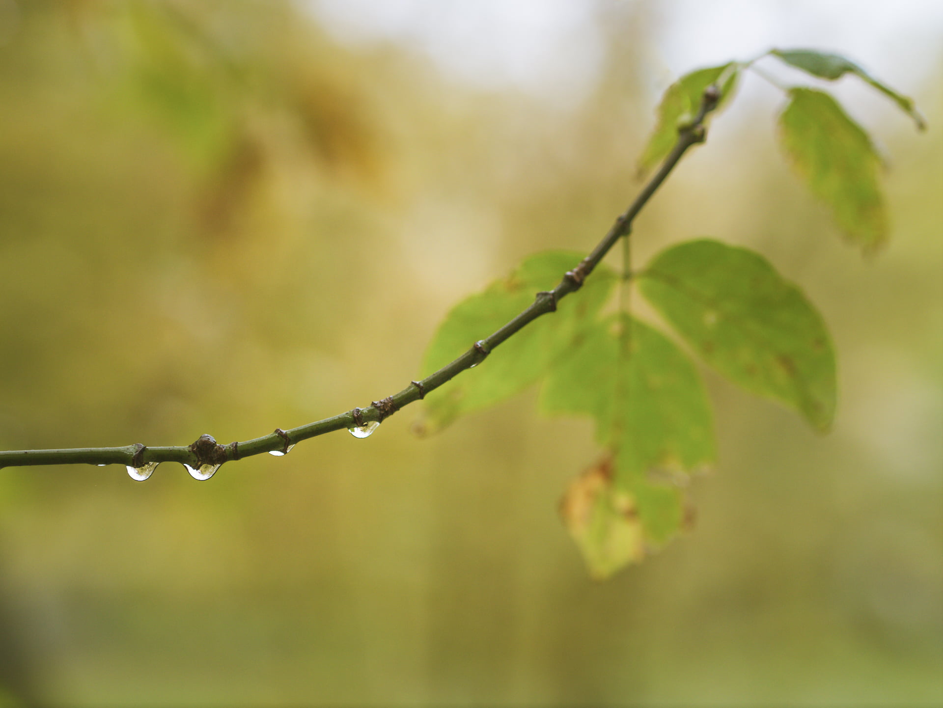 M43, leaf, photography, Peach, nature, springtime, outdoors, Olympus, weather, closeup, 1080P, tree, drops, dof, forest, days  green, bokeh, MFT, ovate, HD Wallpaper