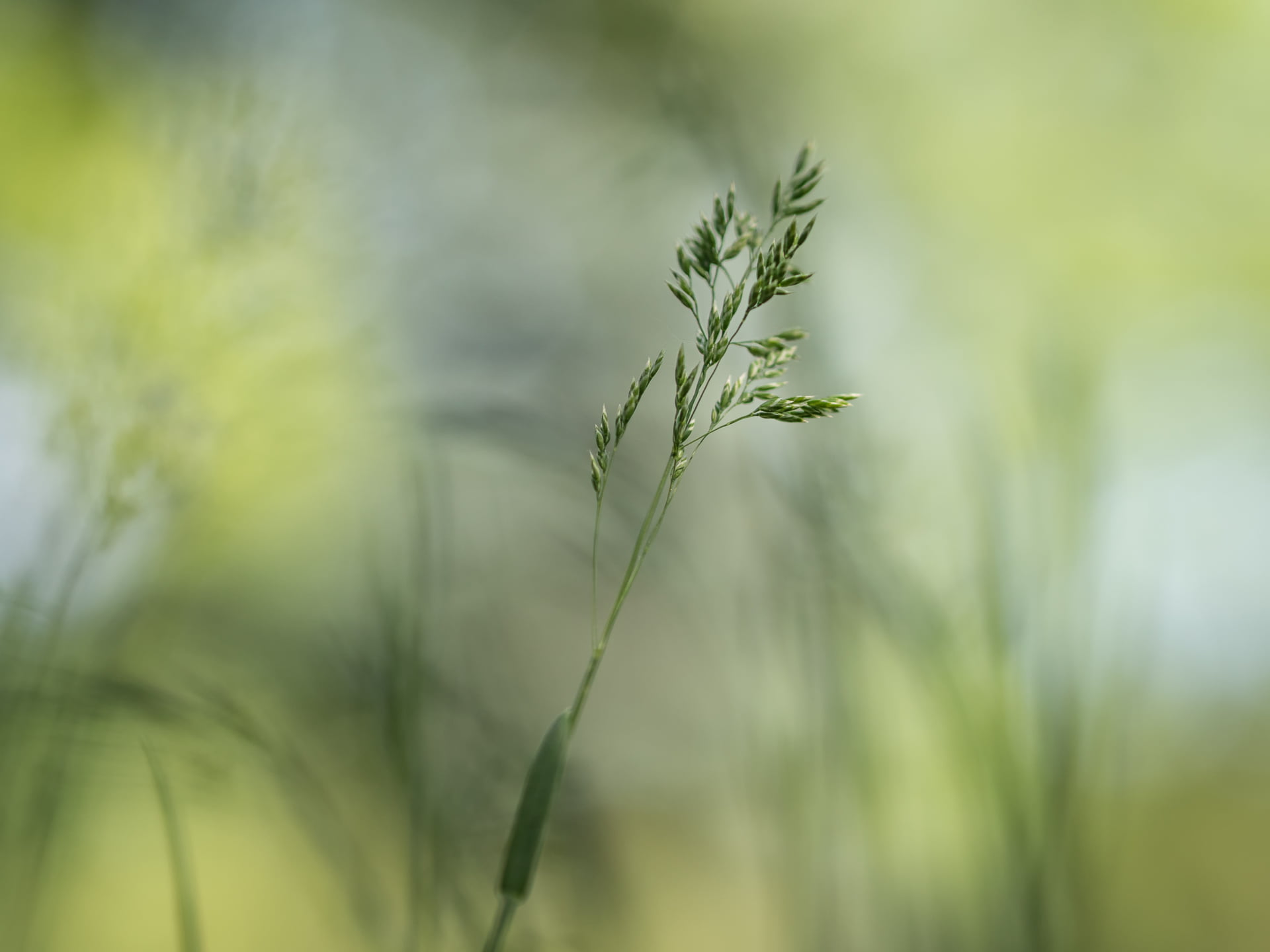 Olympus, nature, dof, MFT, green  meadow, green, macro, Panasonic Lumix GX8, close-up, macro photography, Individual, green plant, summer, grass, Peach, HD Wallpaper