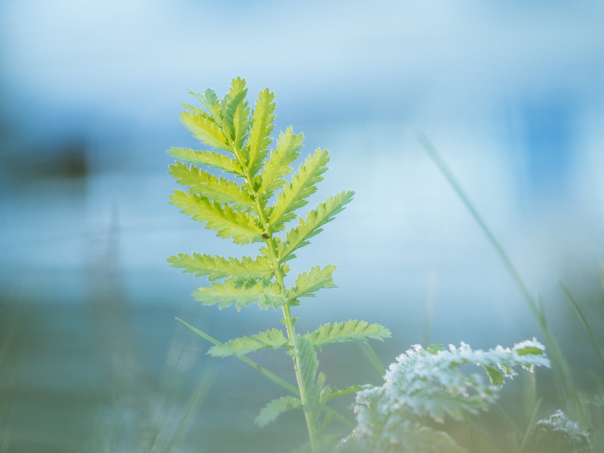 fern, autumn  leaves, green Color, blau, Panasonic Lumix GX8, lens, plant, cold  blue, M43, bokeh, summer, green leaf, Helios 44, MFT, 1080P, first frost, HD Wallpaper