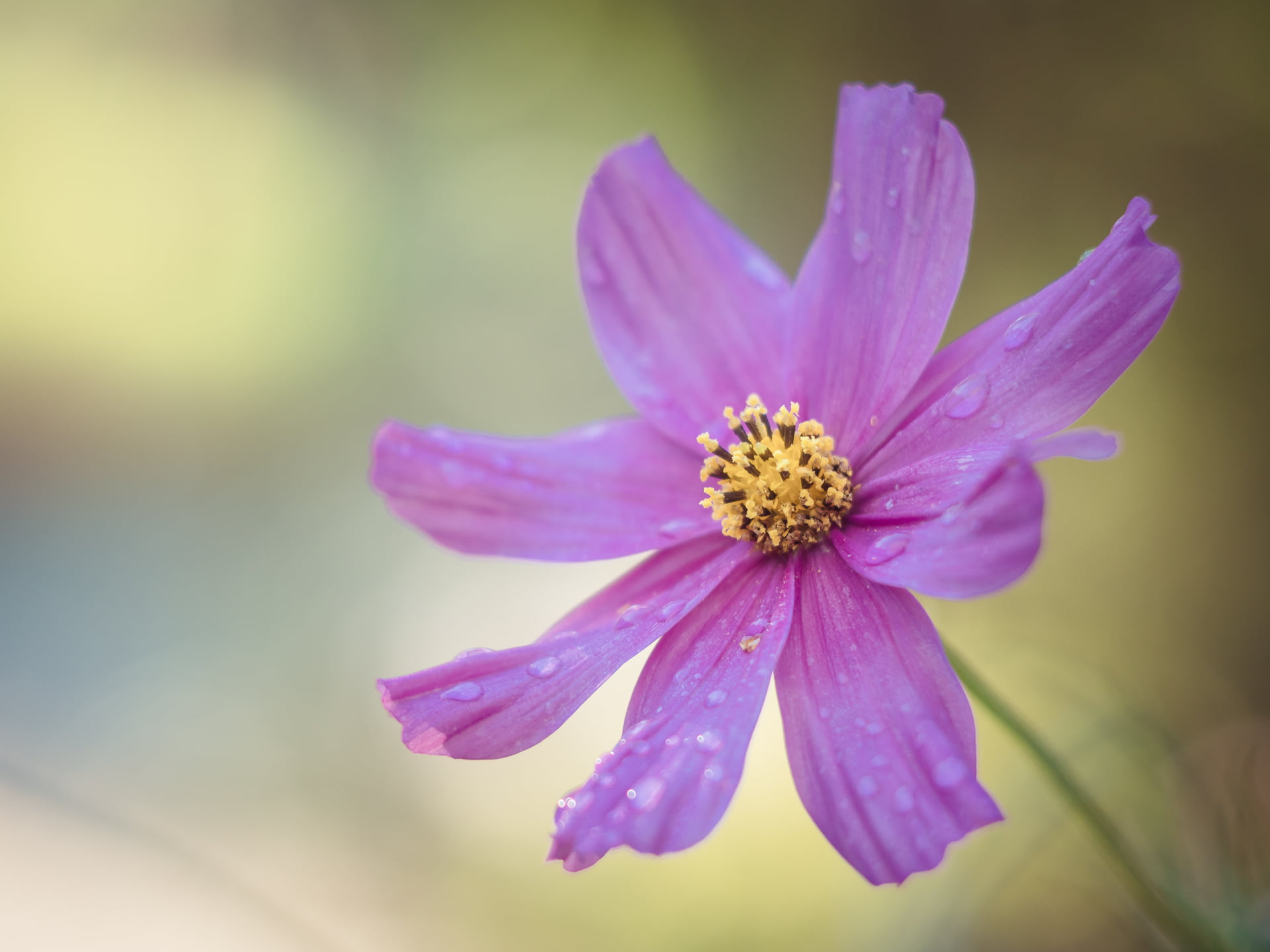 vintage, Peach, beauty In Nature, nature, M43, summer, fresh, pink Color, MFT, bokeh, flower, petal, lens, cluster, autumn, plant, Helios 44, pink, flower Head, HD Wallpaper