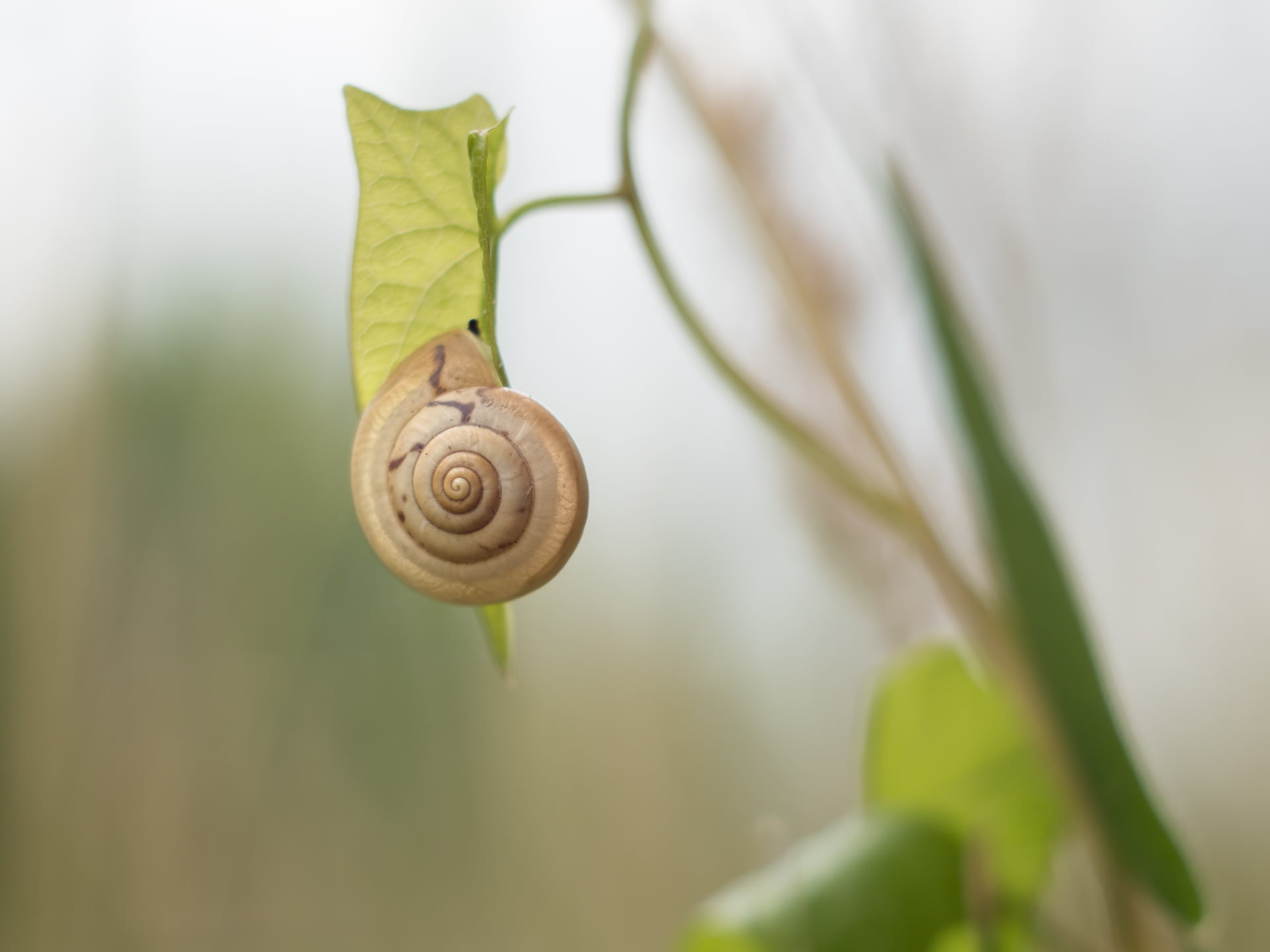 leaf, macro, snail, daytime, animal, photo, mollusk, 1080P, little, M43, plant, slug, gastropod, slimy, close up, Panasonic  Lumix  GX8, dof, CZJ, close-up, HD Wallpaper